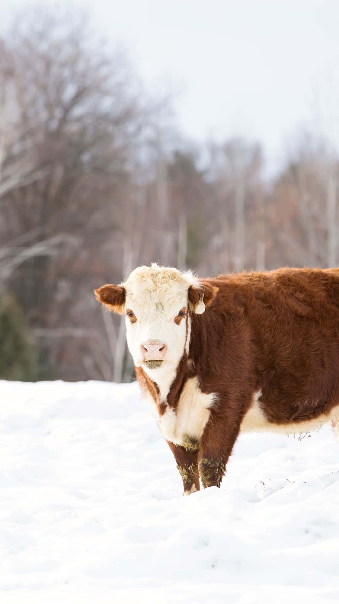 A Cow Standing In The Snow Background