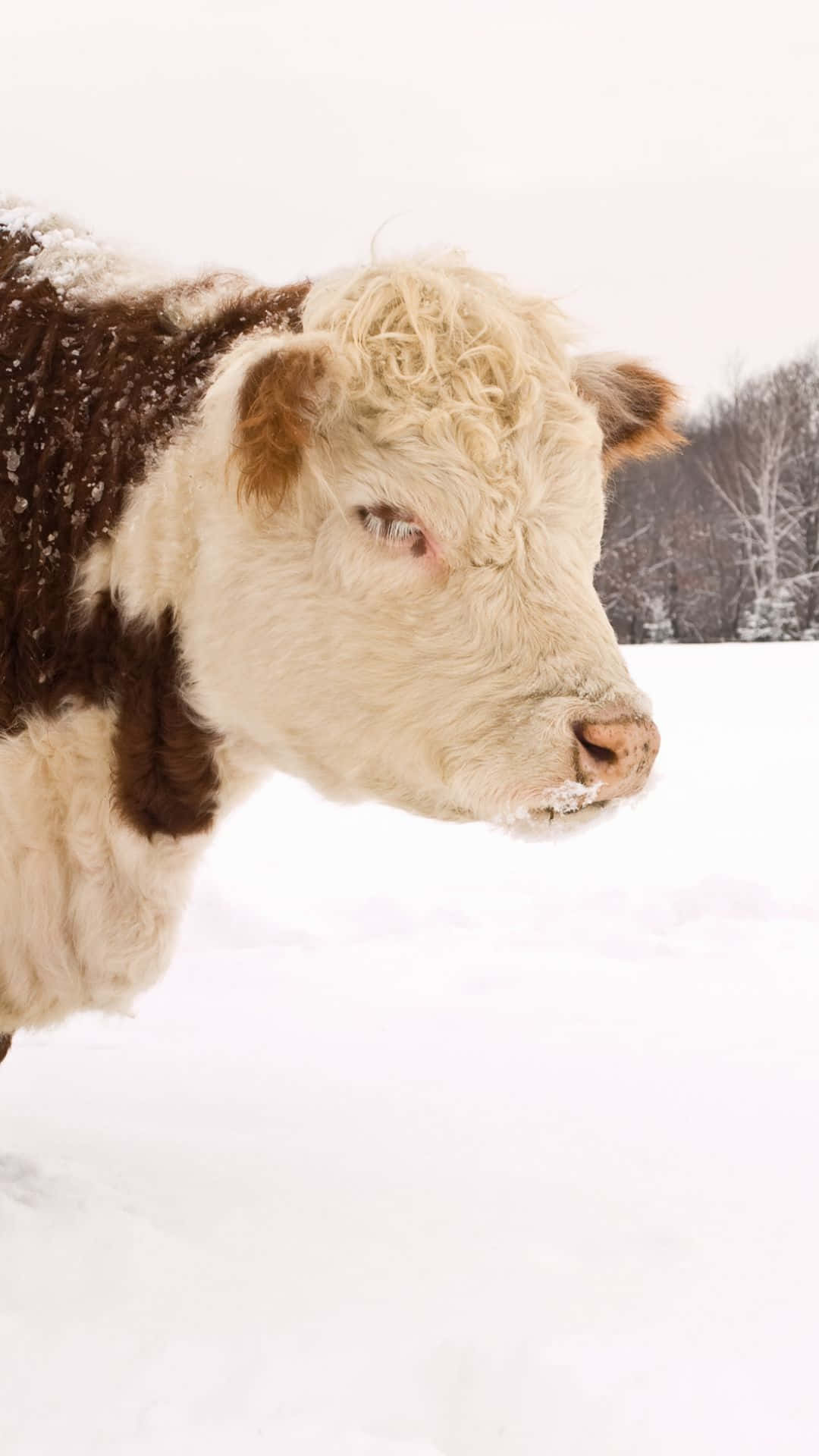 A Cow Standing In The Snow Background