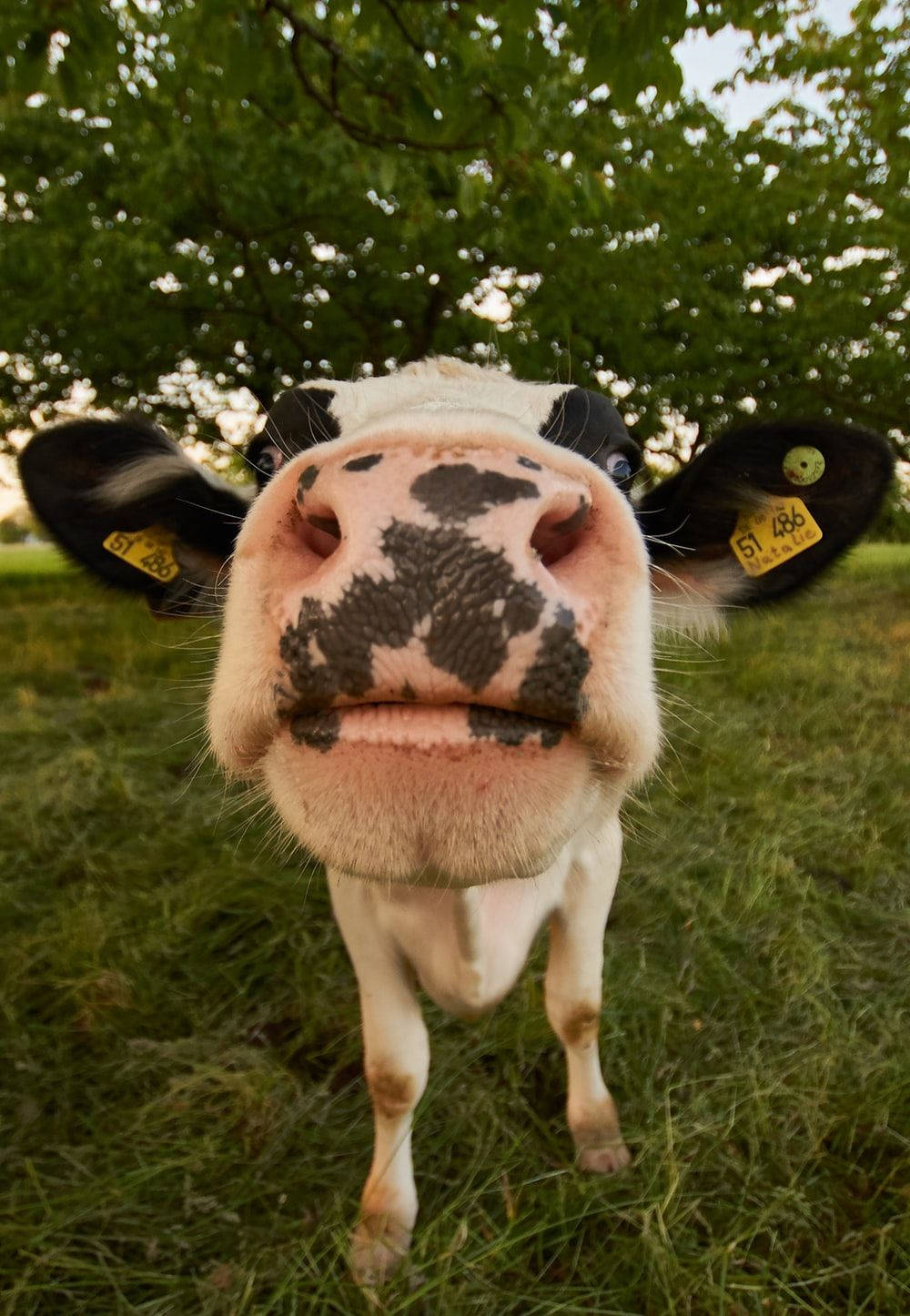 A Cow With Black Spots And A Golden Nose.