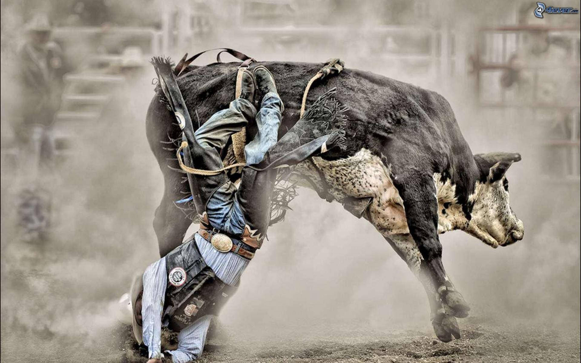 A Cowboy Falling Off A Bull In A Rodeo