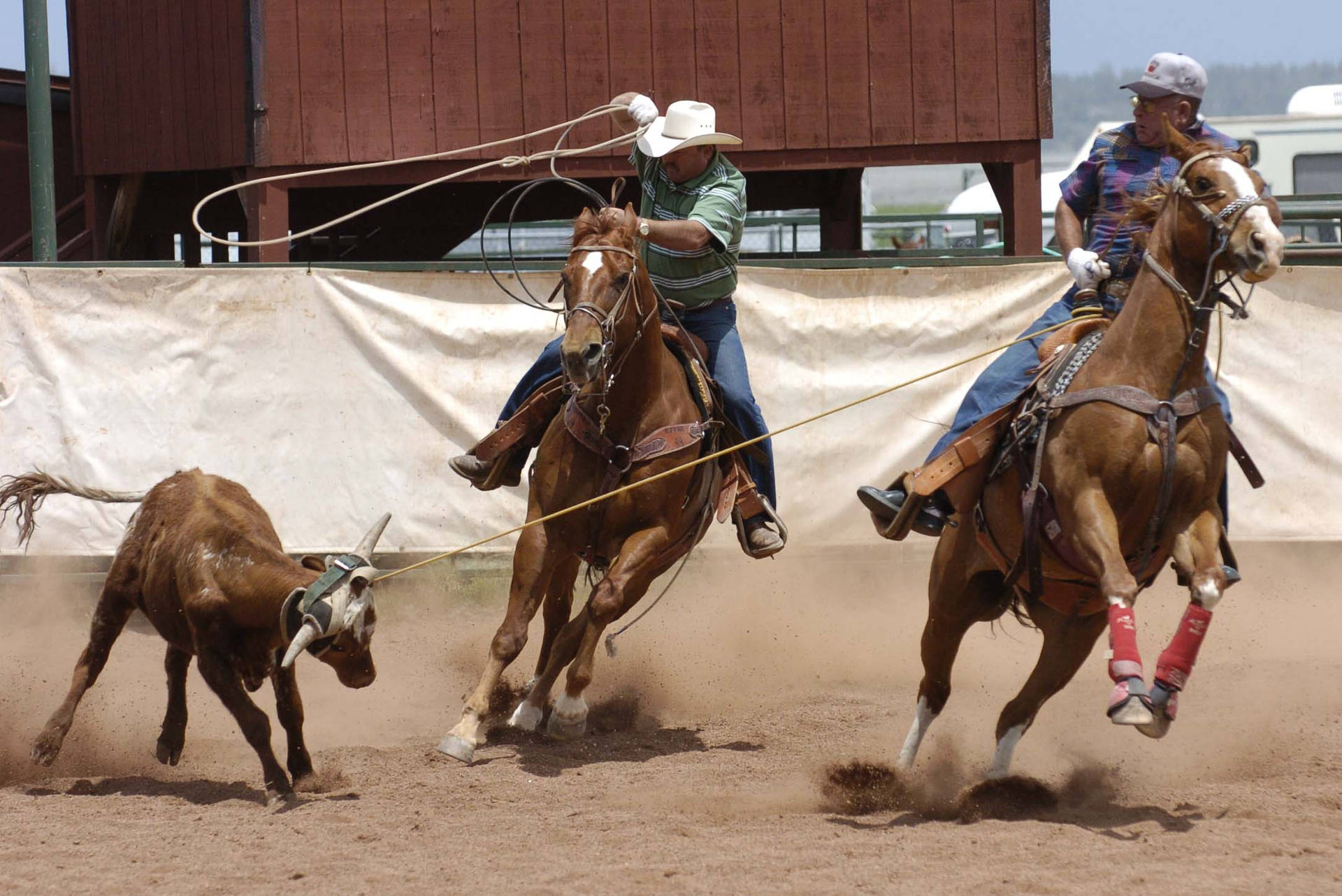 A Cowboy Is Roping A Cow Background