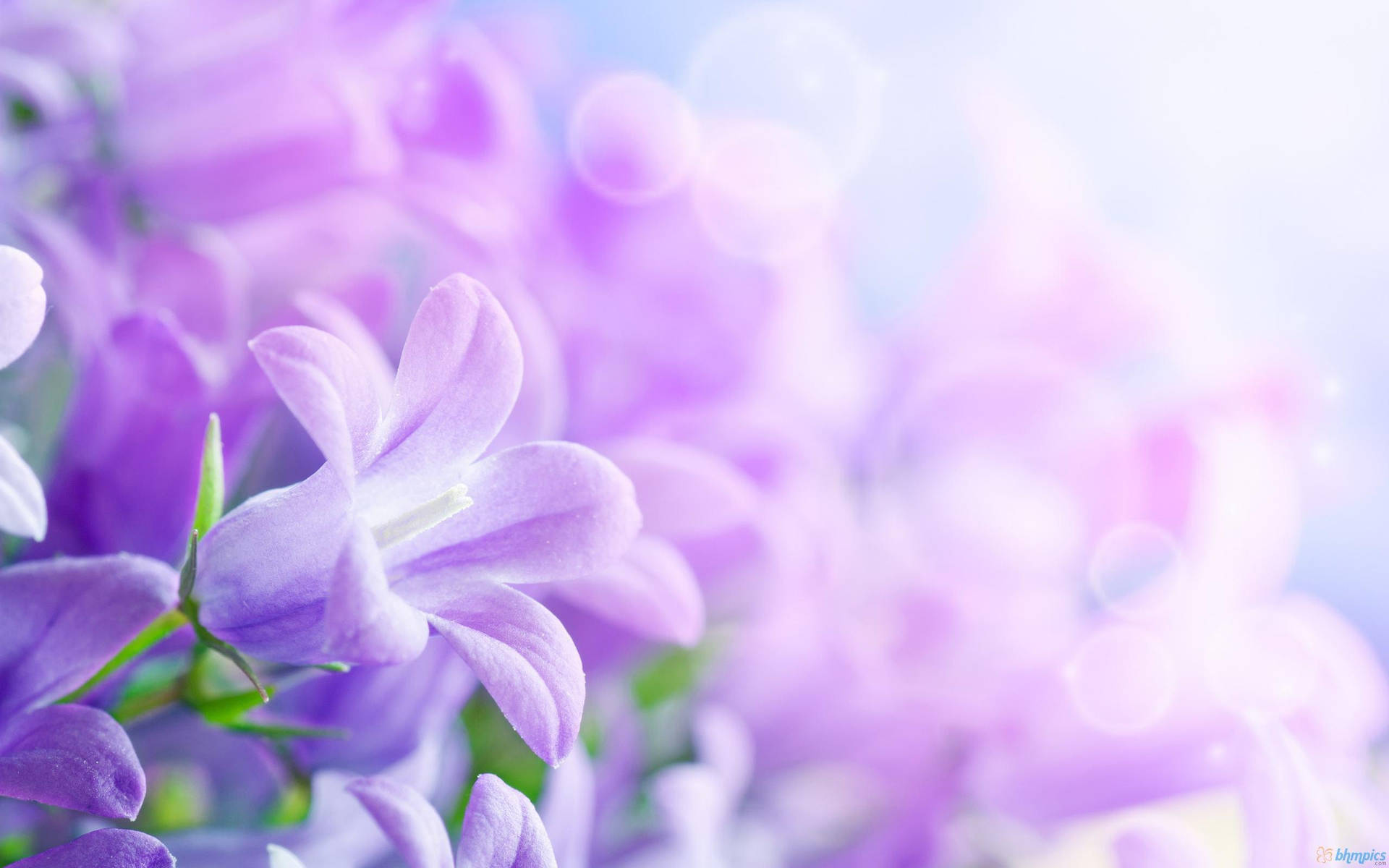 A Creative And Unique Purple Flower Laptop Background