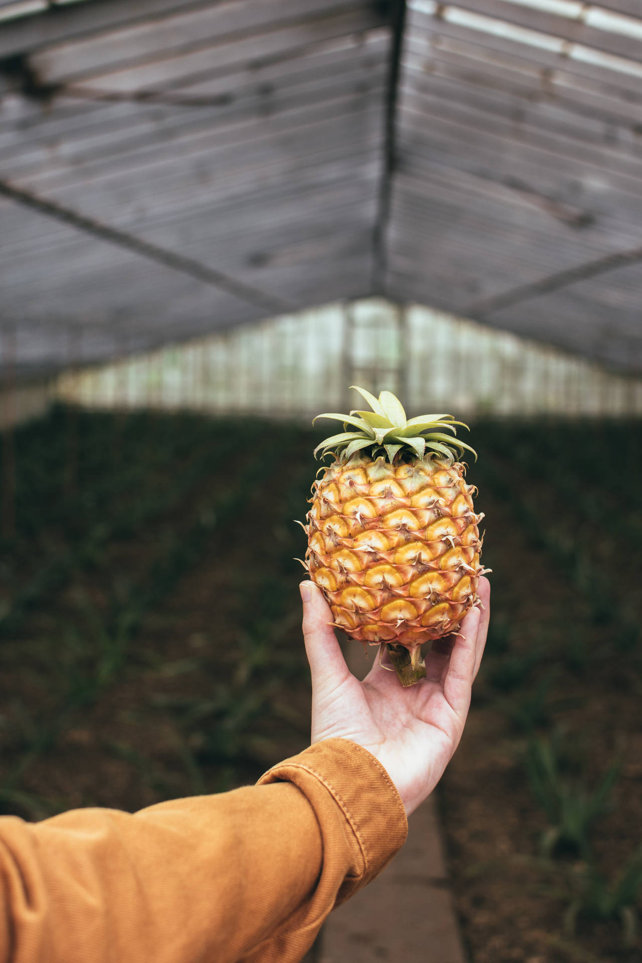 A Crisp And Refreshing Shot Of A Pineapple Background
