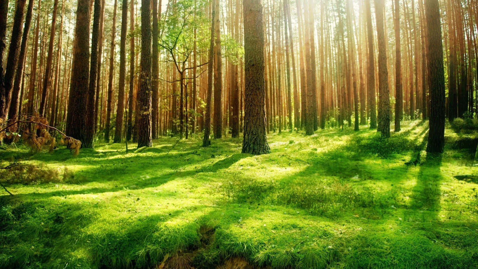 A Crisp, Isolated Nature Scene Of A Single Tree And Grass Field In A Serene Forest. Background