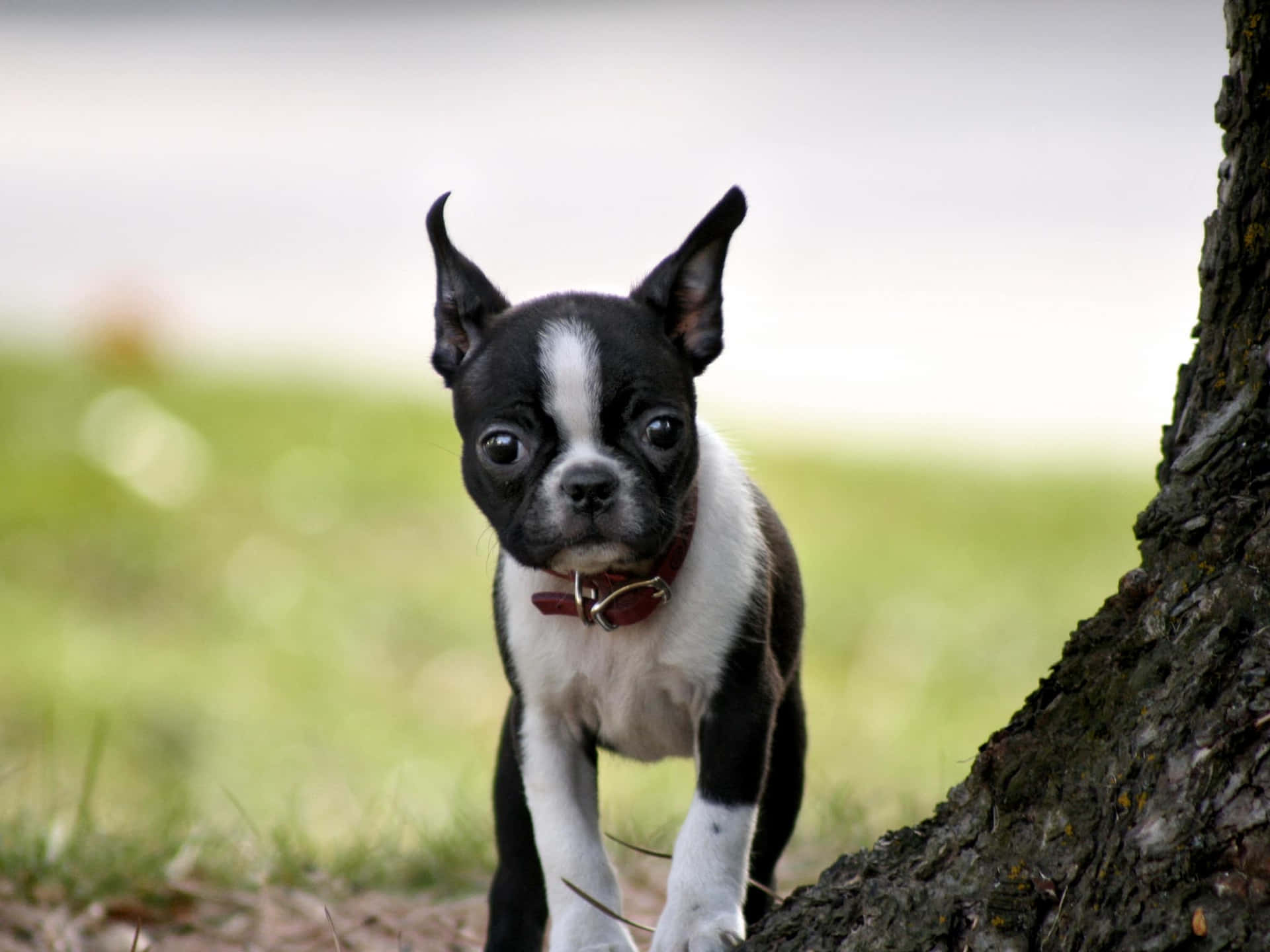 A Cuddly Boston Terrier Enjoying A Peaceful Nap Background