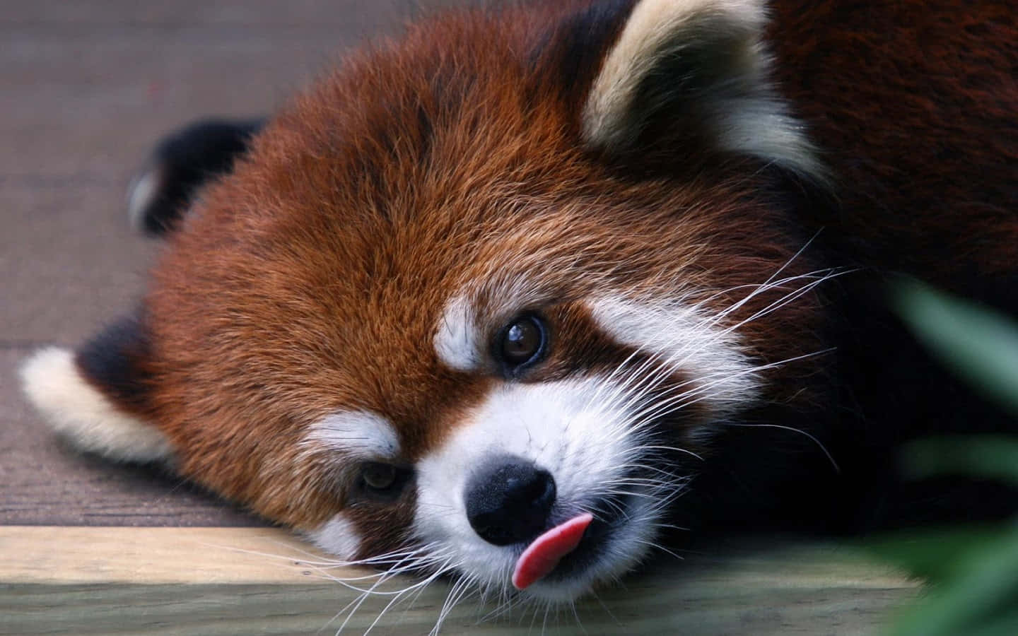 A Cuddly Red Panda Enjoying A Sunny Day! Background