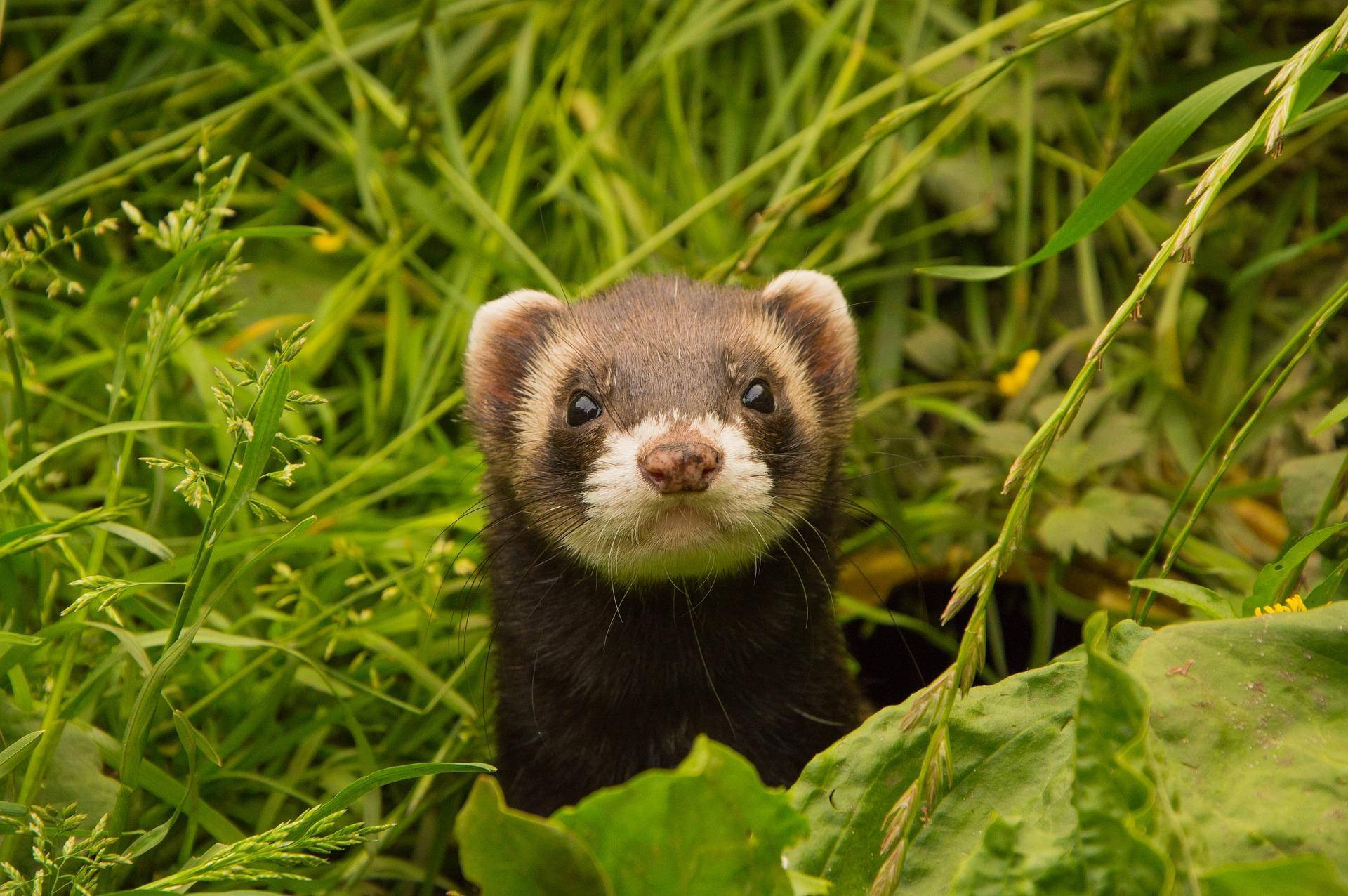 A Curious Ferret In The Green Outdoors Background