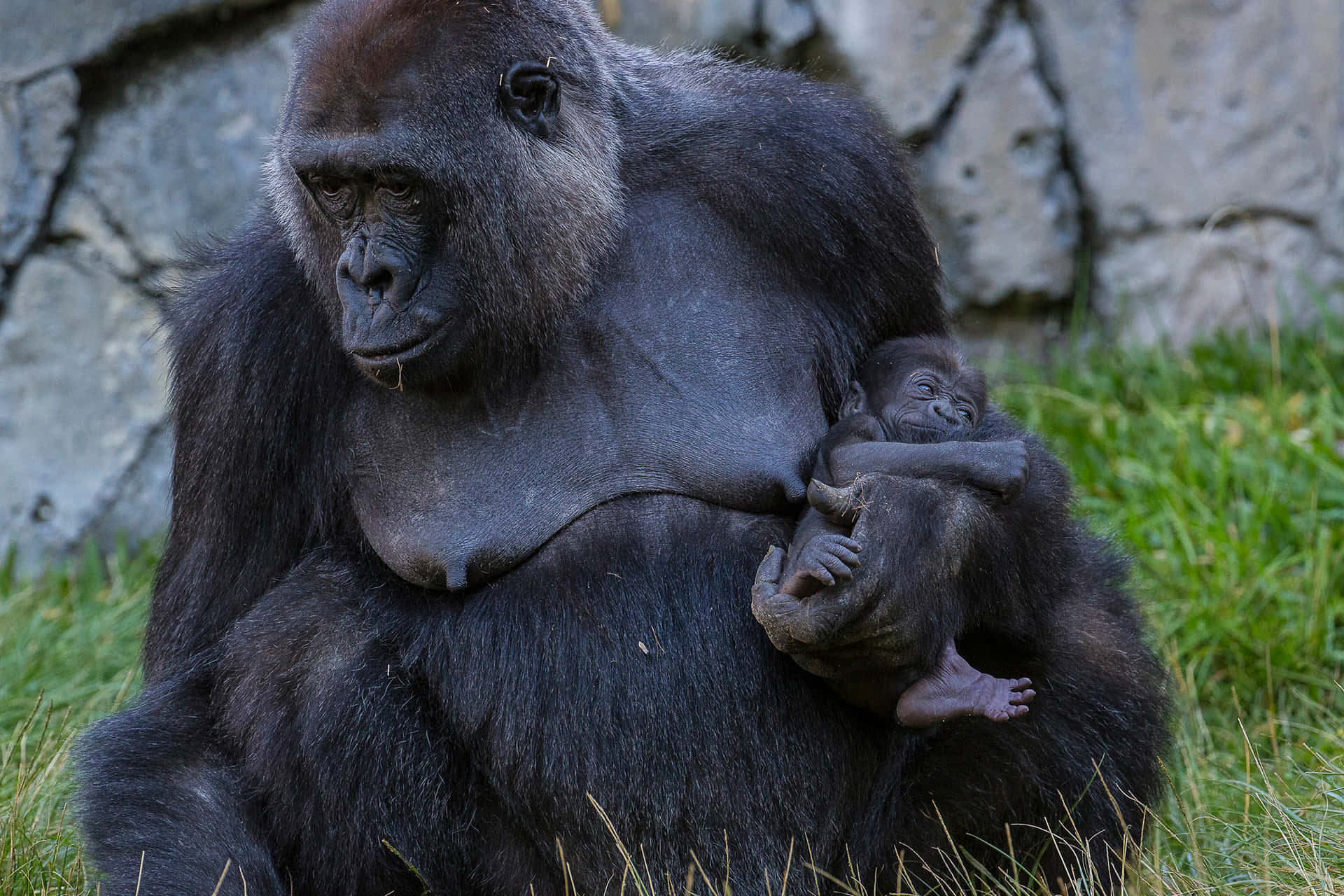 A Curious Gorilla Admires The World Around Him Background