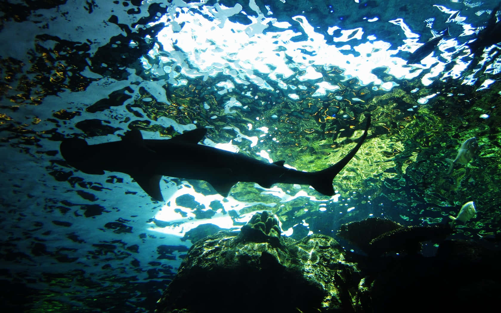 A Curious Hammerhead Shark Looks For Its Next Meal In Open Waters Background