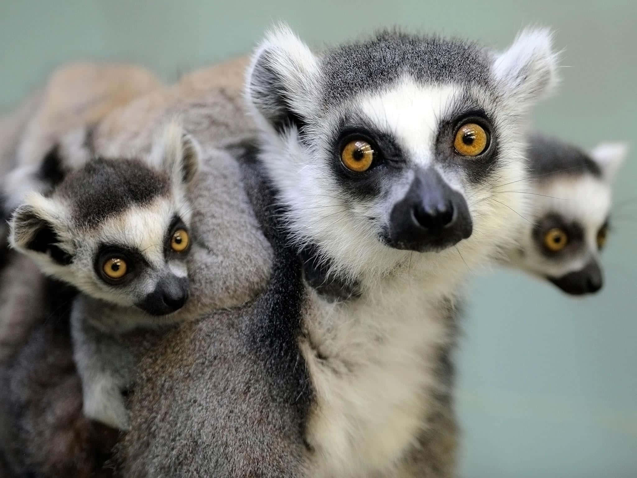 A Curious Lemur Against A Vibrant Forest Backdrop