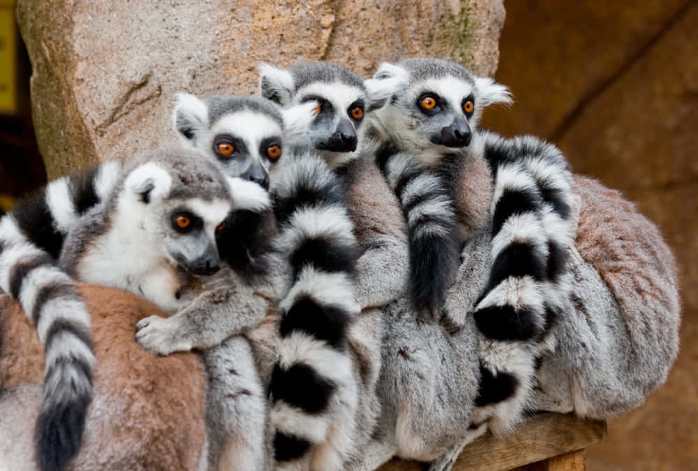 A Curious Lemur On A Vibrant, Green Backdrop. Background