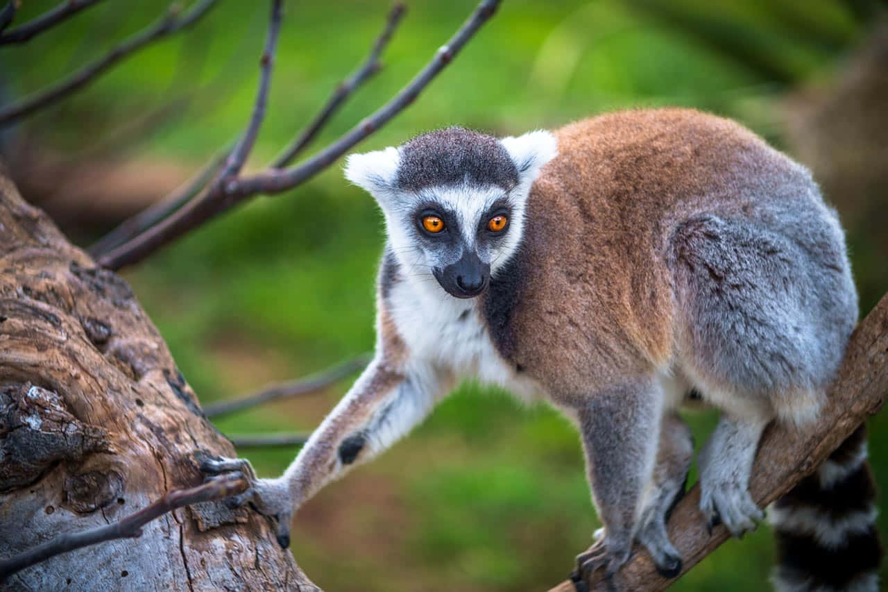 A Curious Lemur Safely Perched On A Branch Background