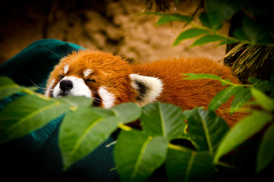 A Curious Red Panda Background