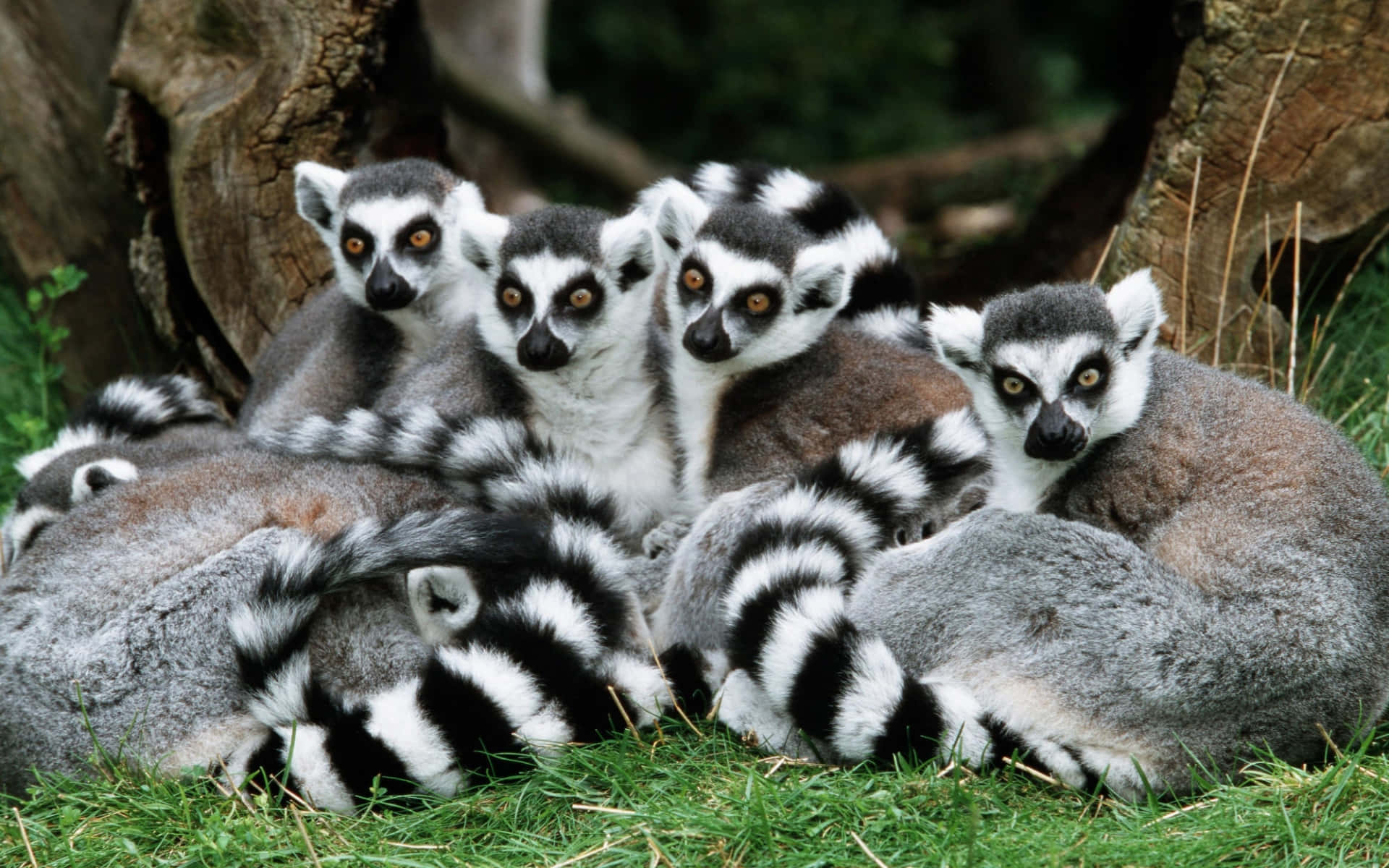 A Curious Ring-tailed Lemur On A Tree Background