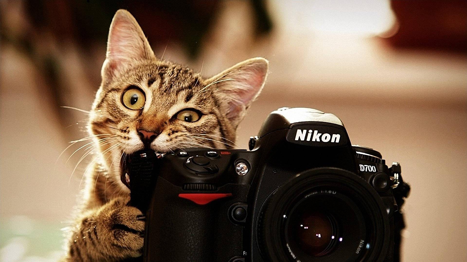 A Curious Tabby Cat With A Nikon Camera. Background
