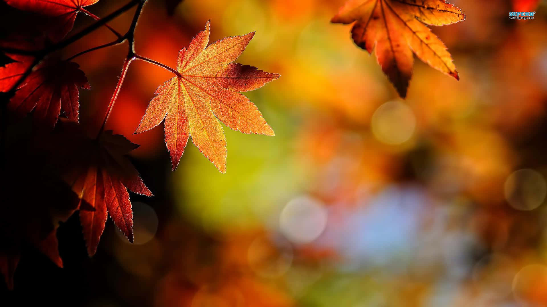 A Cushion Of Fallen Autumn Leaves, Sun-kissed With Warmth And Light Background