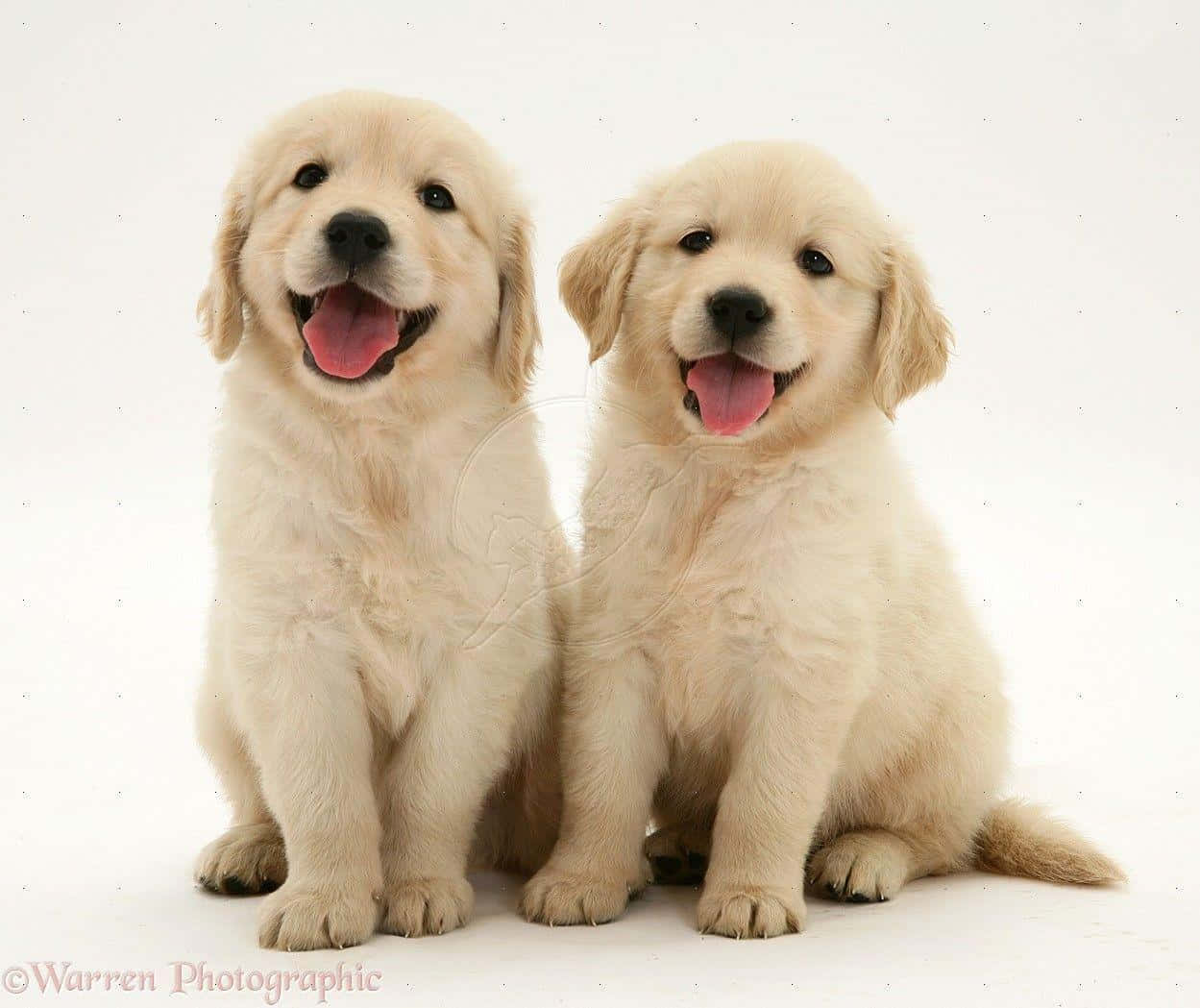 A Cute And Cuddly Golden Retriever Puppy. Background
