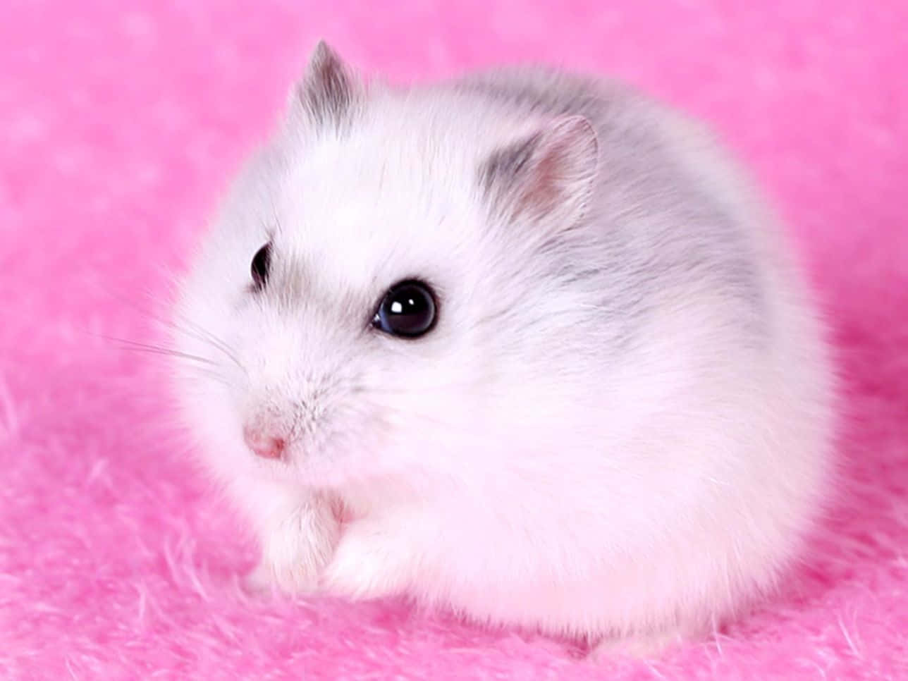 A Cute And Fluffy Hamster Looking Around. Background