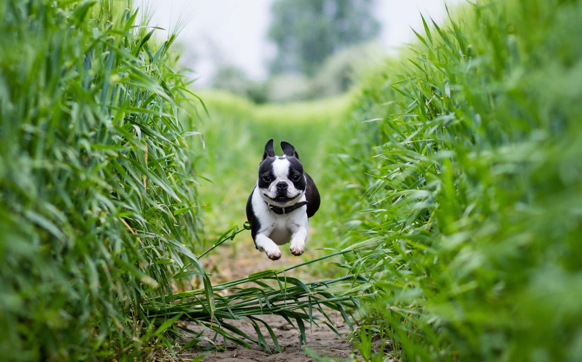 A Cute And Loyal Boston Terrier With A Black And White Coat