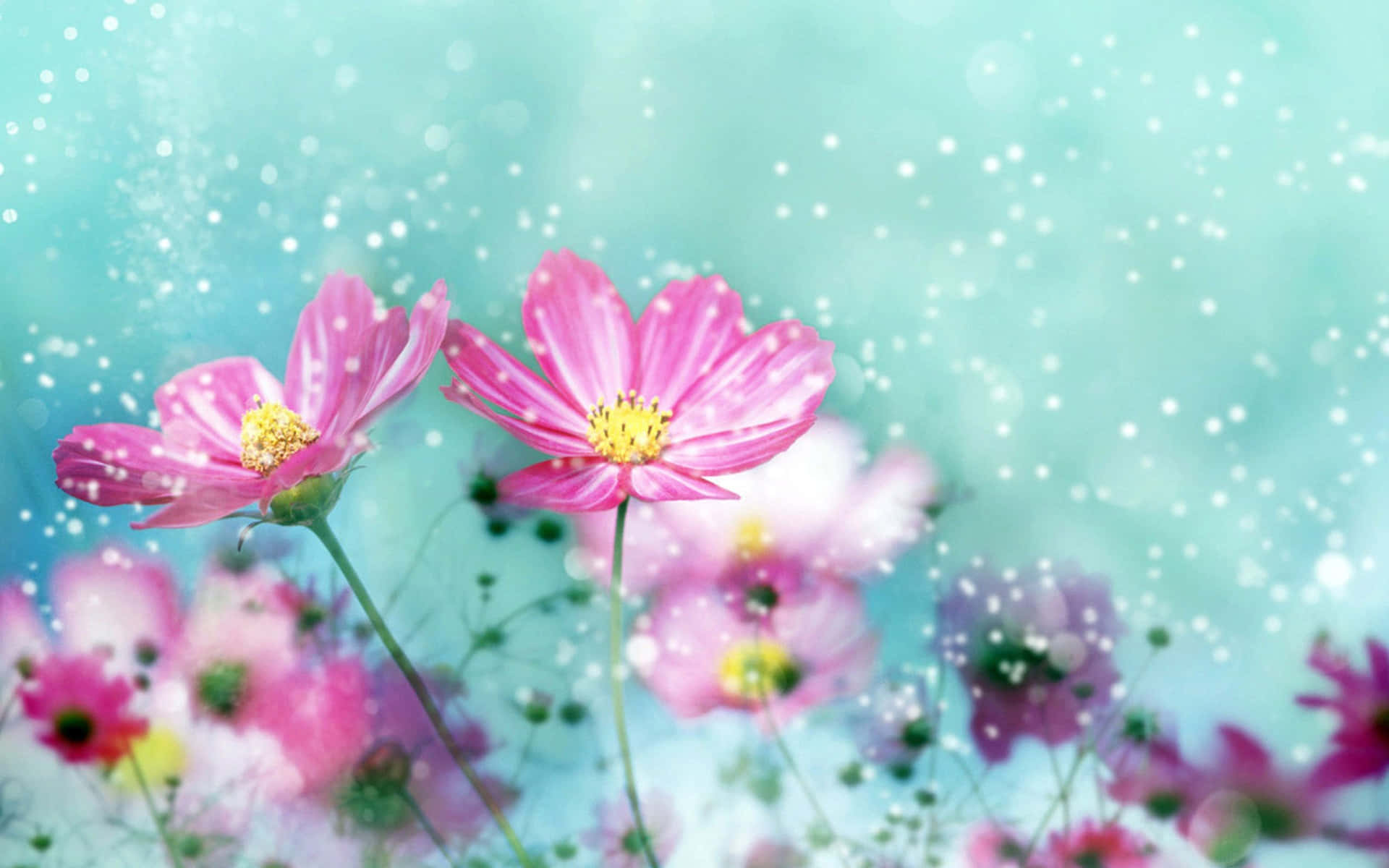 A Cute And Vibrant Daisy In The Sunshine. Background