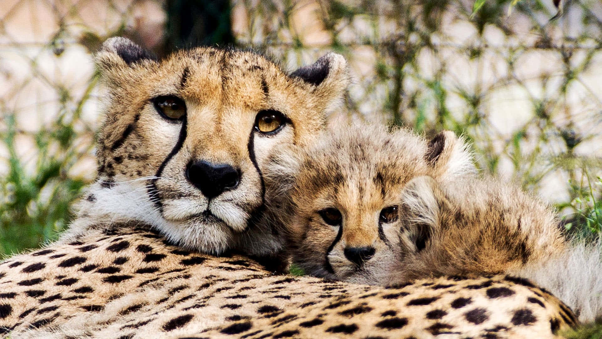 A Cute Baby Cheetah Relaxing In The Grass Background