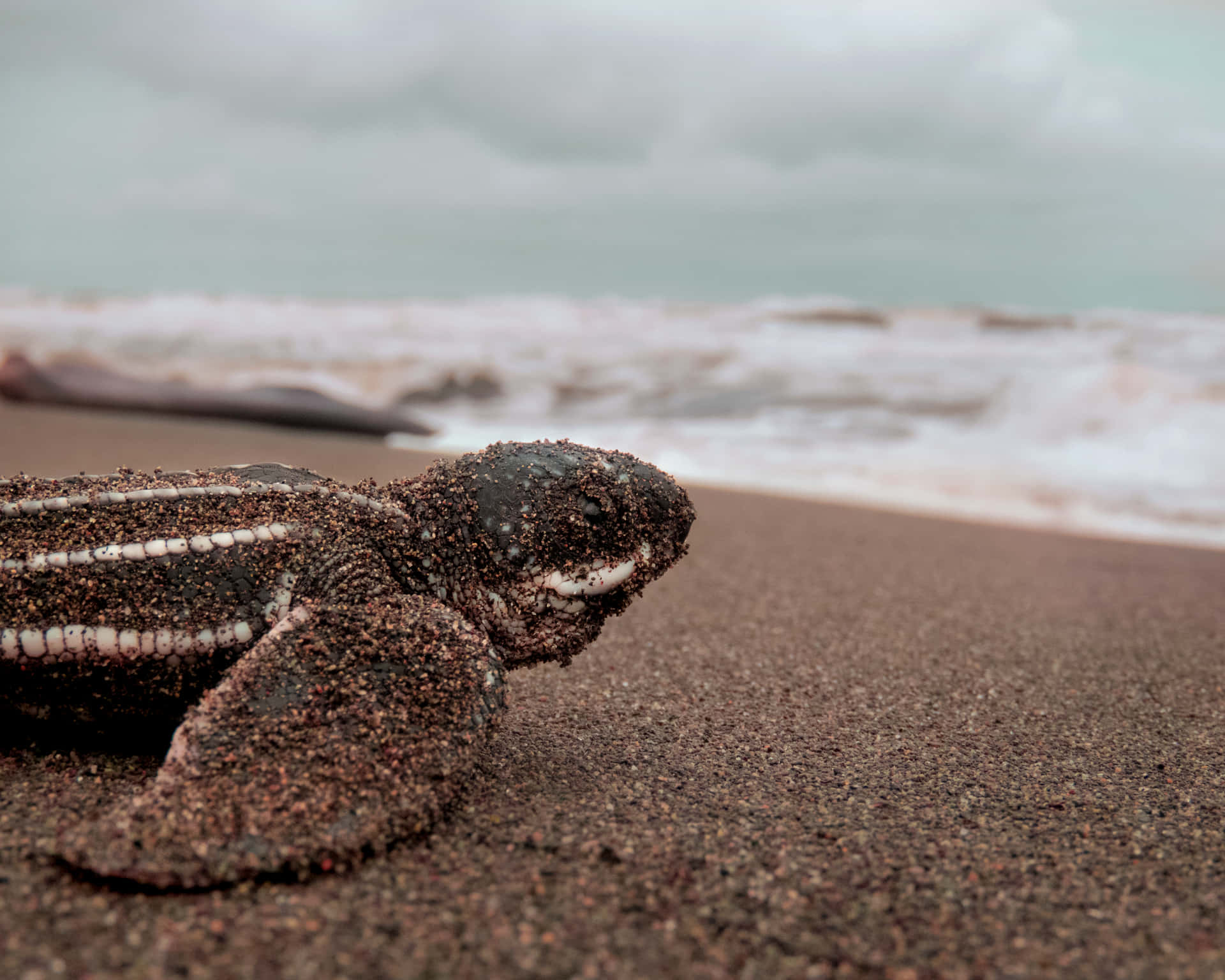 A Cute Baby Turtle In Its Natural Habitat Background