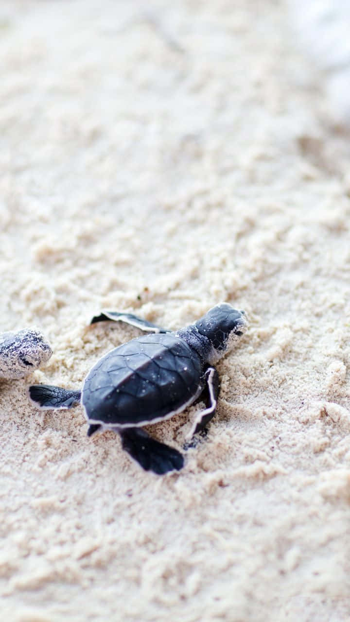 A Cute Baby Turtle Taking A Swim Background