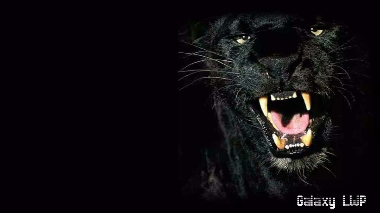 A Cute Black Panther Prowling The Forest Floor Background