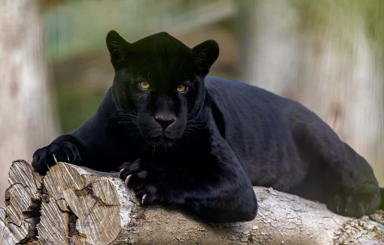 A Cute Black Panther Staring Intently Background