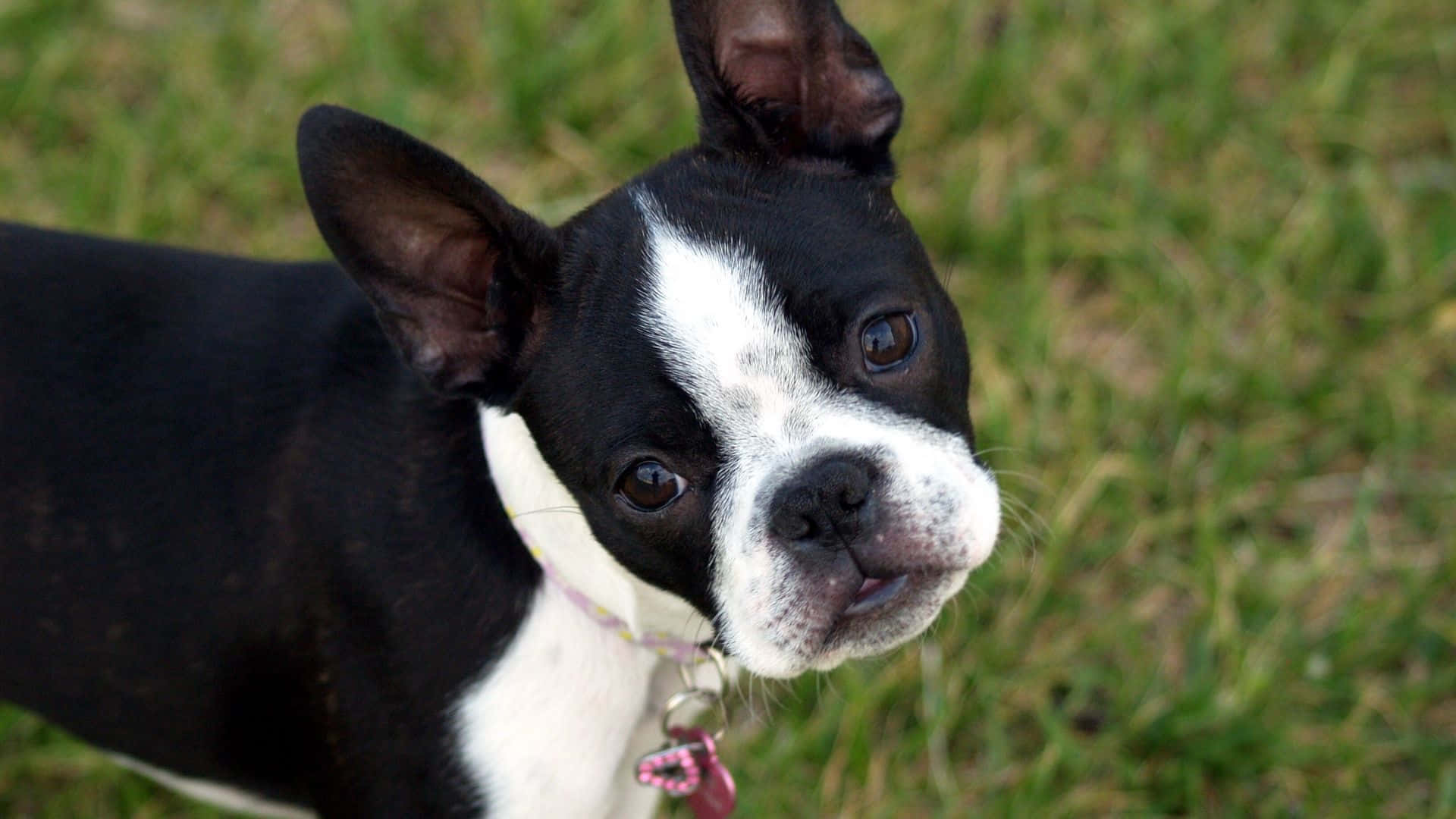 A Cute Boston Terrier Sitting In A Sunny Spot Background