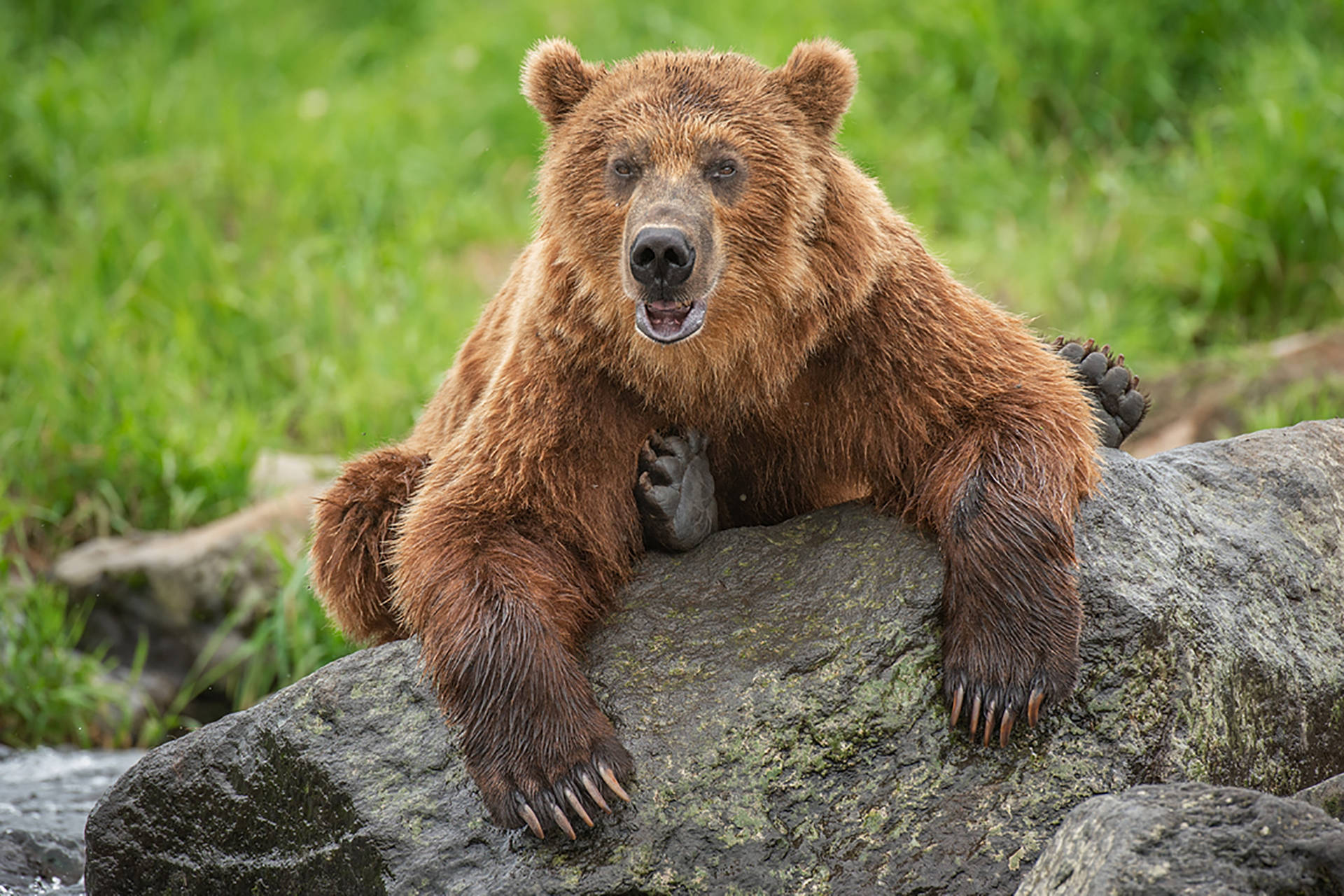 “a Cute Brown Bear Cuddling A Teddy Bear” Background