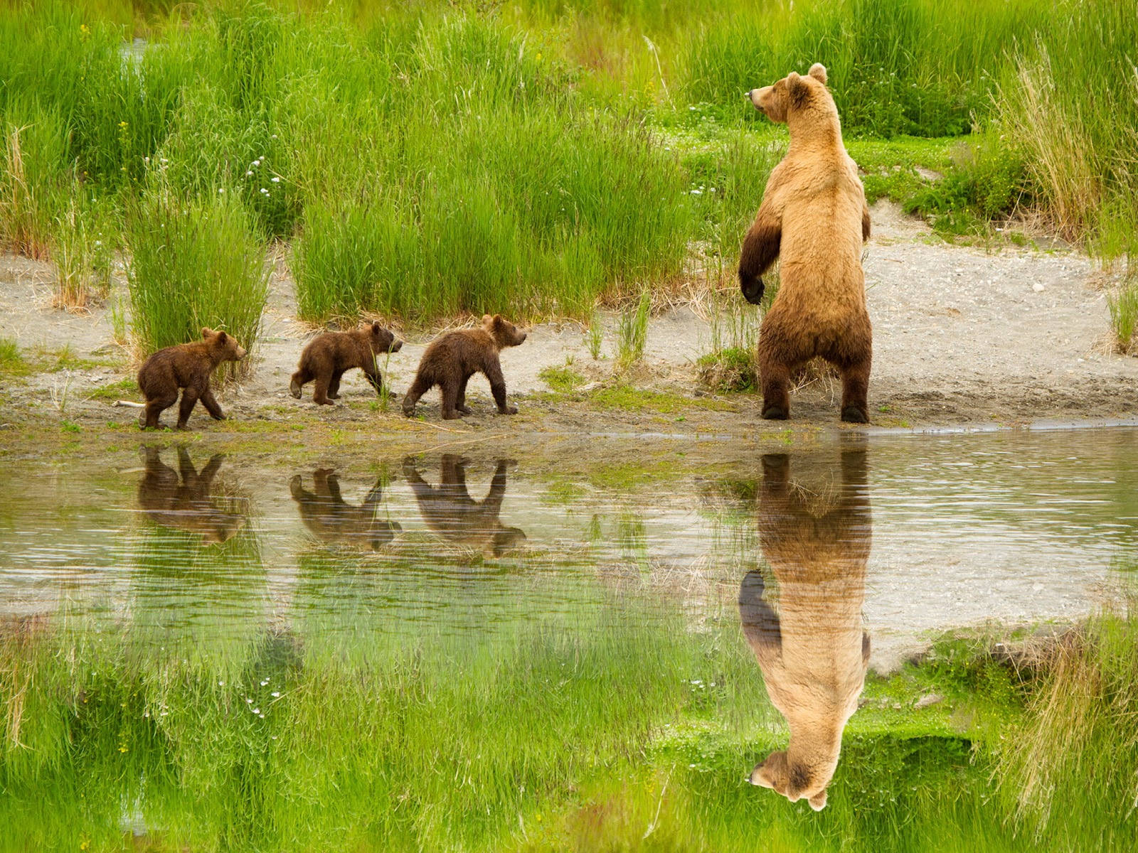 A Cute Brown Bear Sitting Content In A Forest