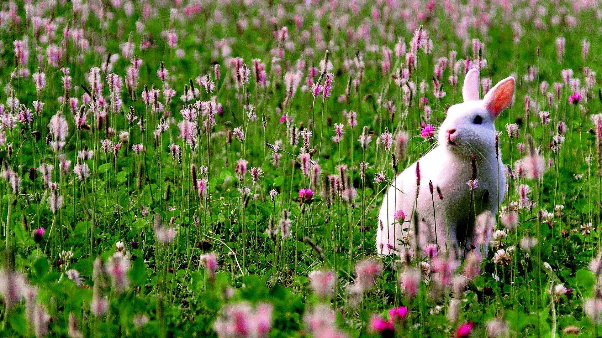 A Cute Bunny Bounding Through A Flowery Meadow Background