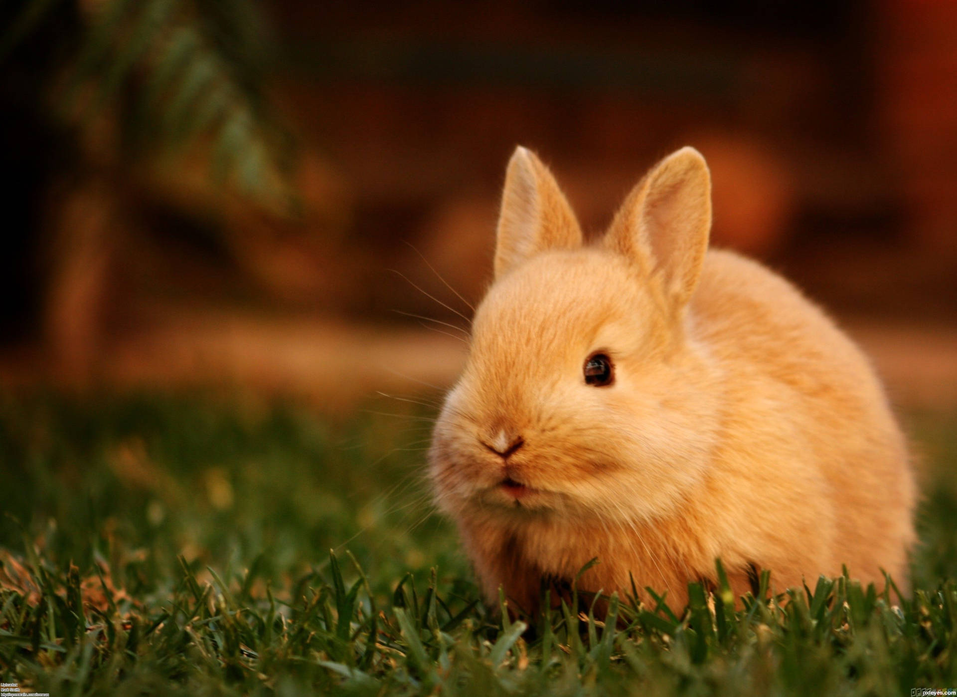 A Cute Bunny In Luscious Grass Background