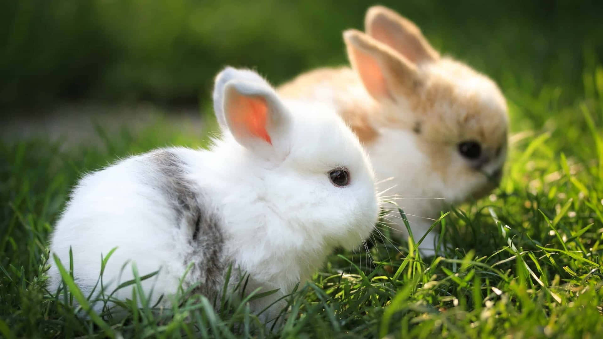 A Cute Bunny On A Phone Background