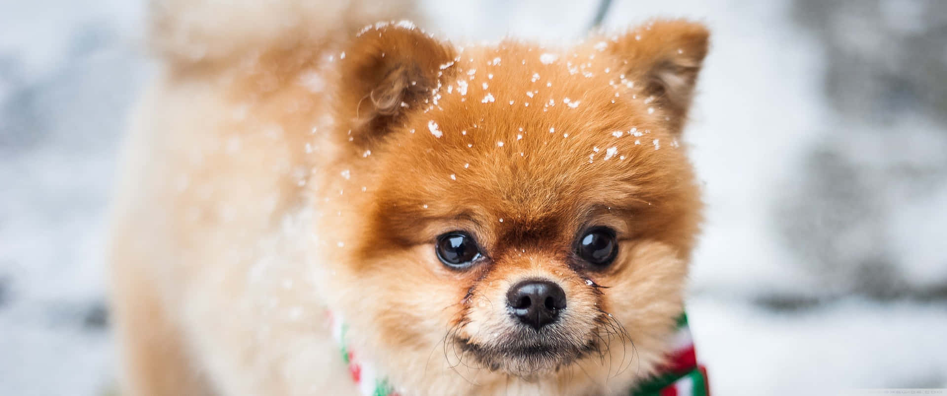 A Cute Dog Enjoys The Winter Snow Background