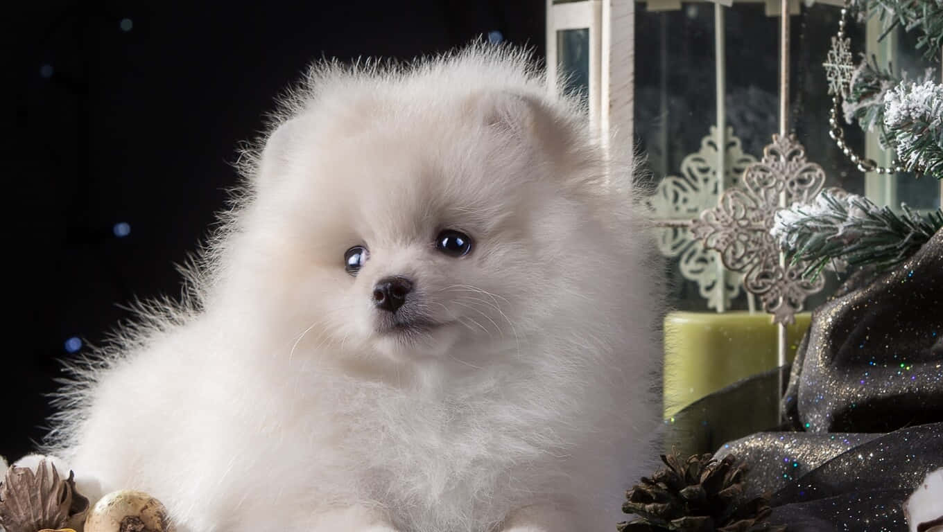 A Cute Fluffy Puppy Background