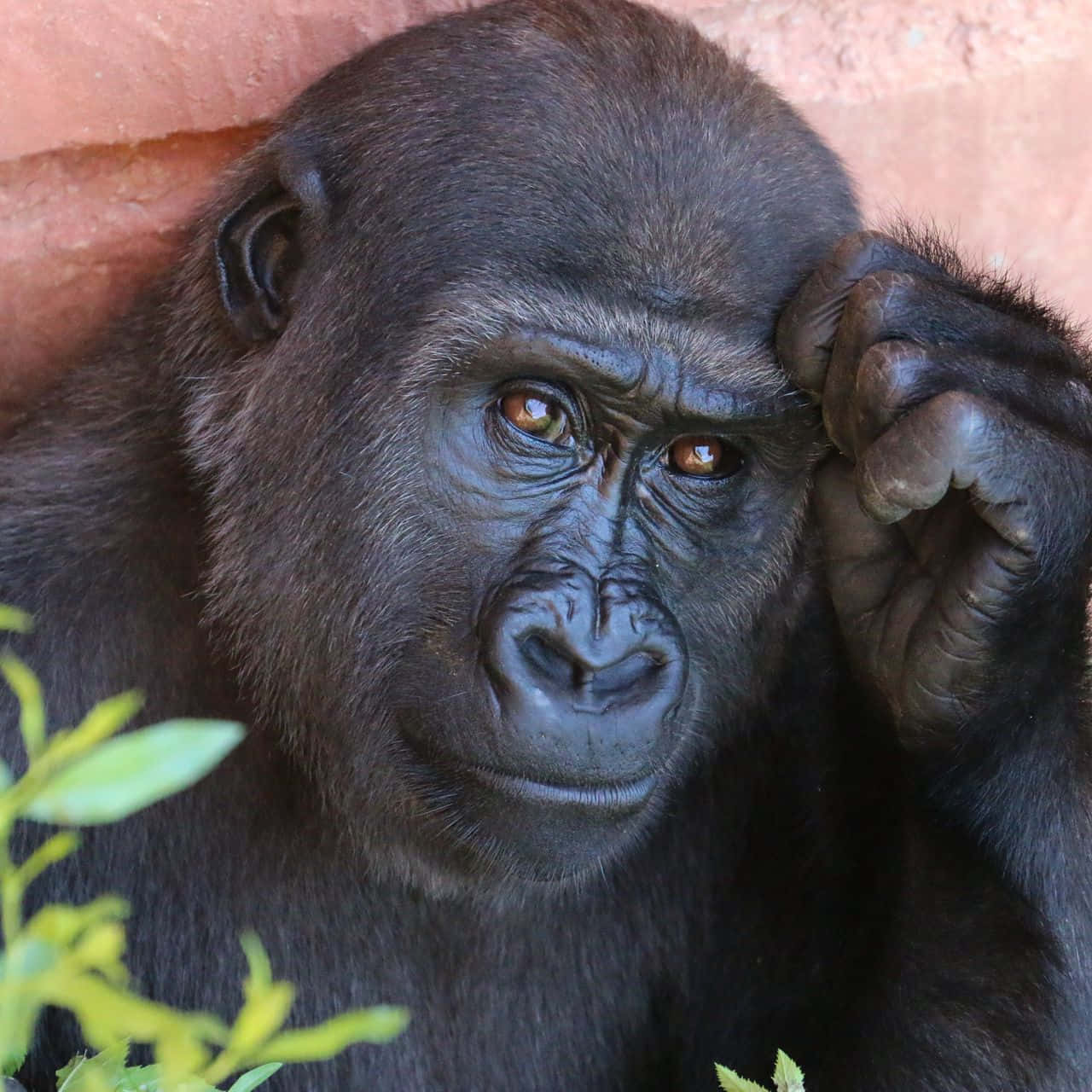 A Cute Gorilla Chewing On Some Delicious Leaves Background