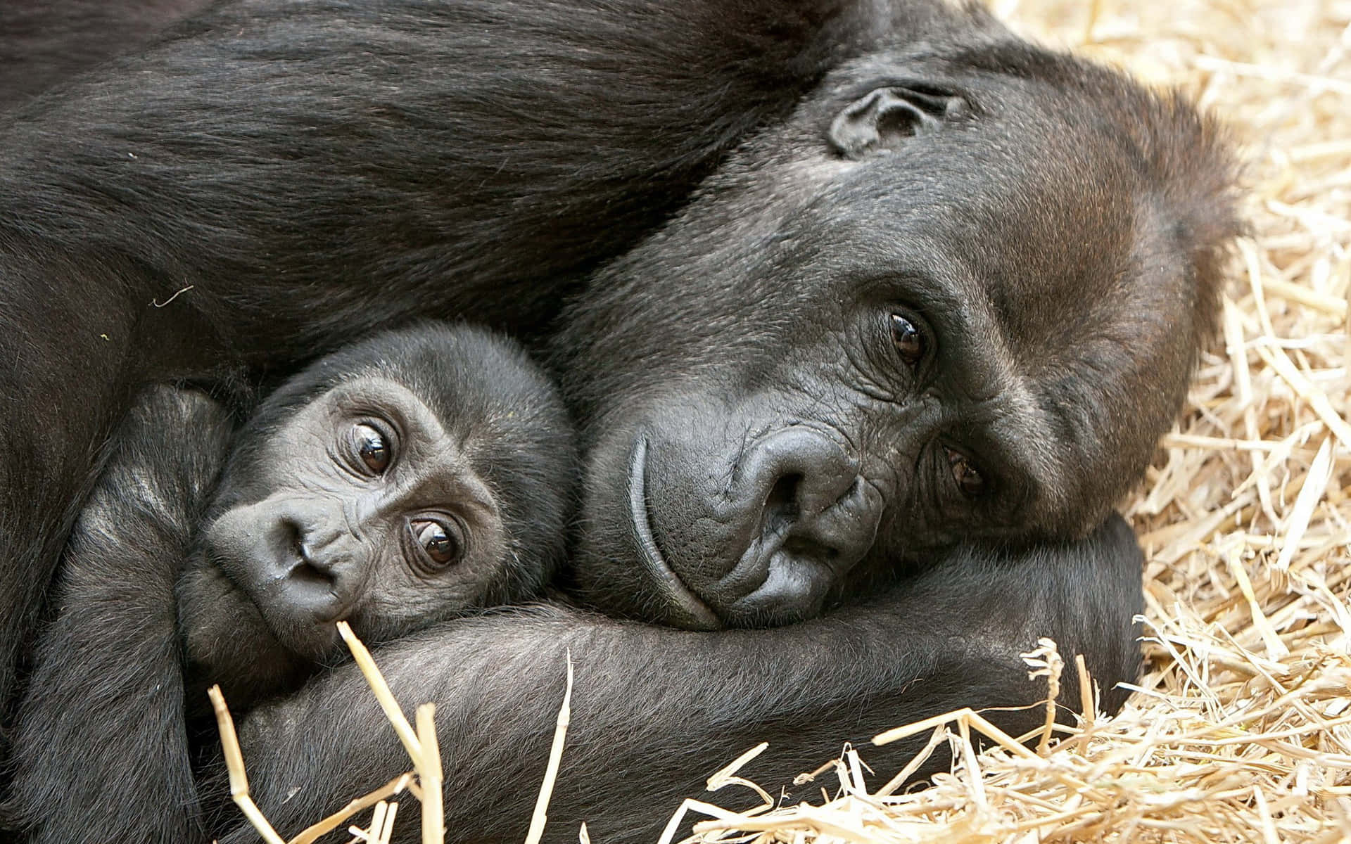 A Cute Gorilla Enjoys A Banana Background