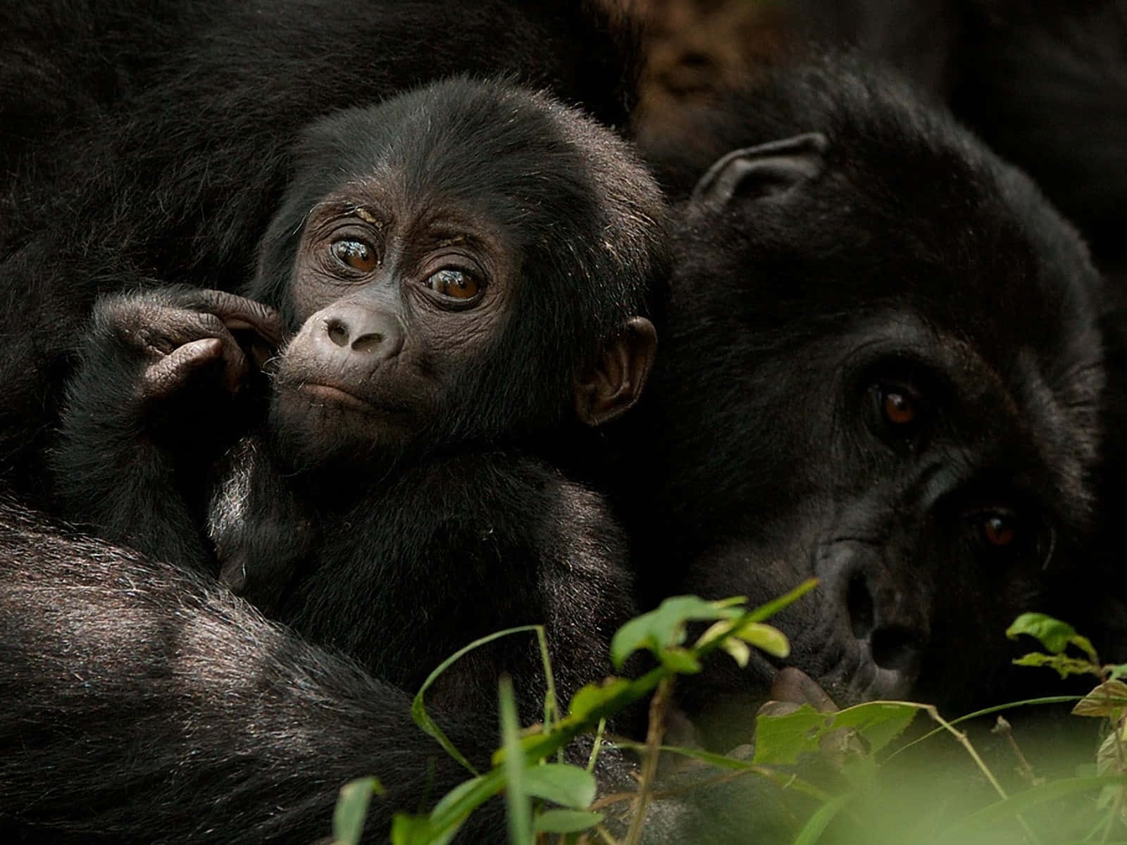 A Cute Gorilla Laughs Contently Background