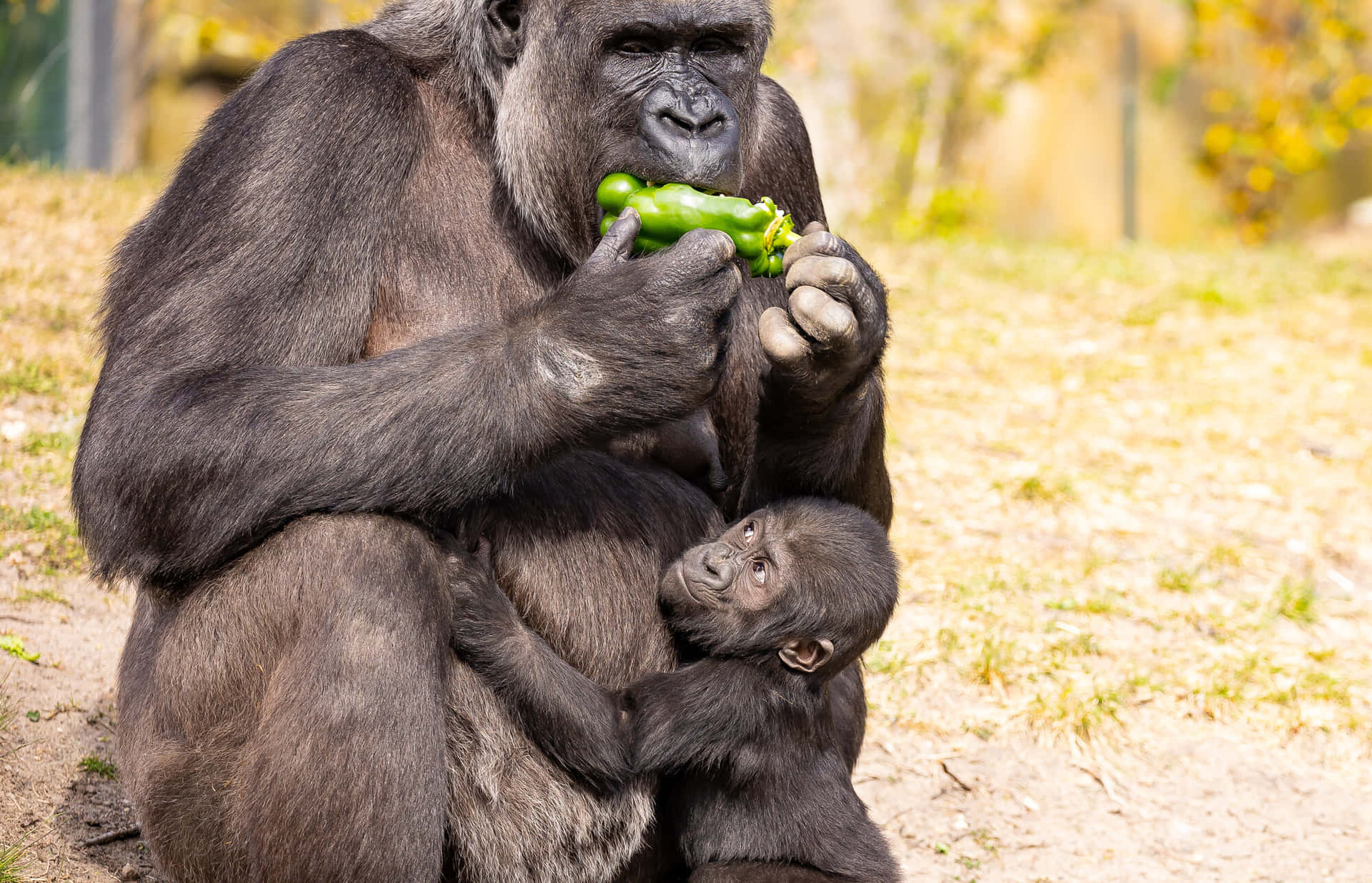 A Cute Gorilla With An Adorable Expression Background