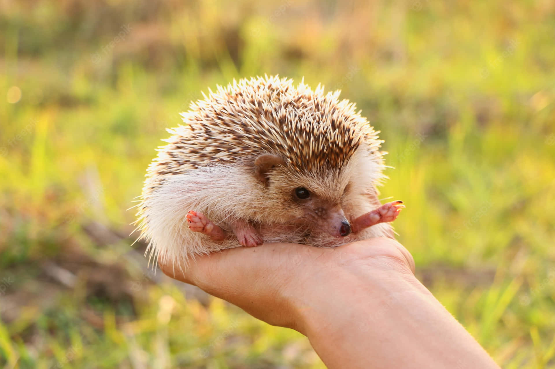 'a Cute Hedgehog Bakes In The Sun.' Background