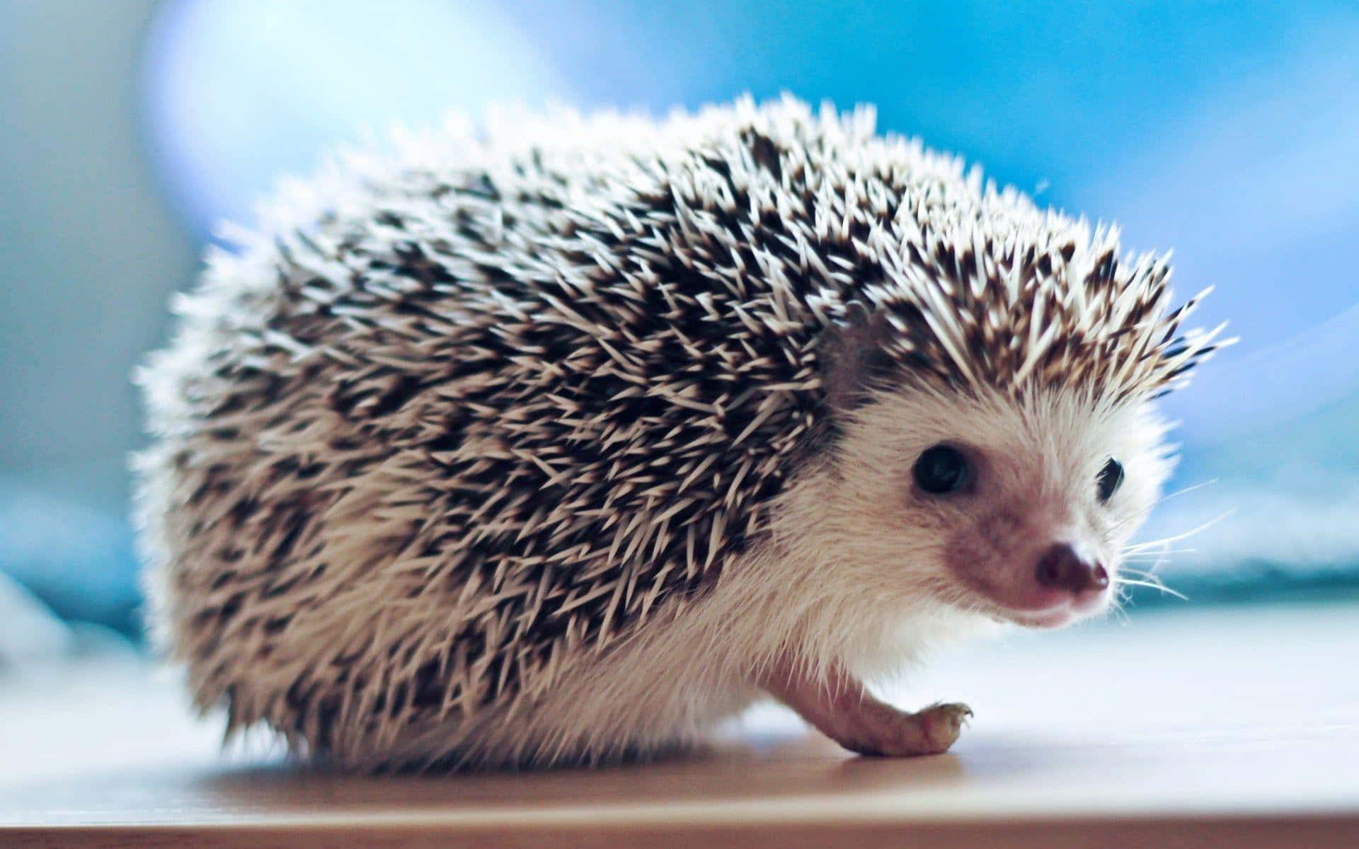 A Cute Hedgehog Exploring A Tree Stump Background
