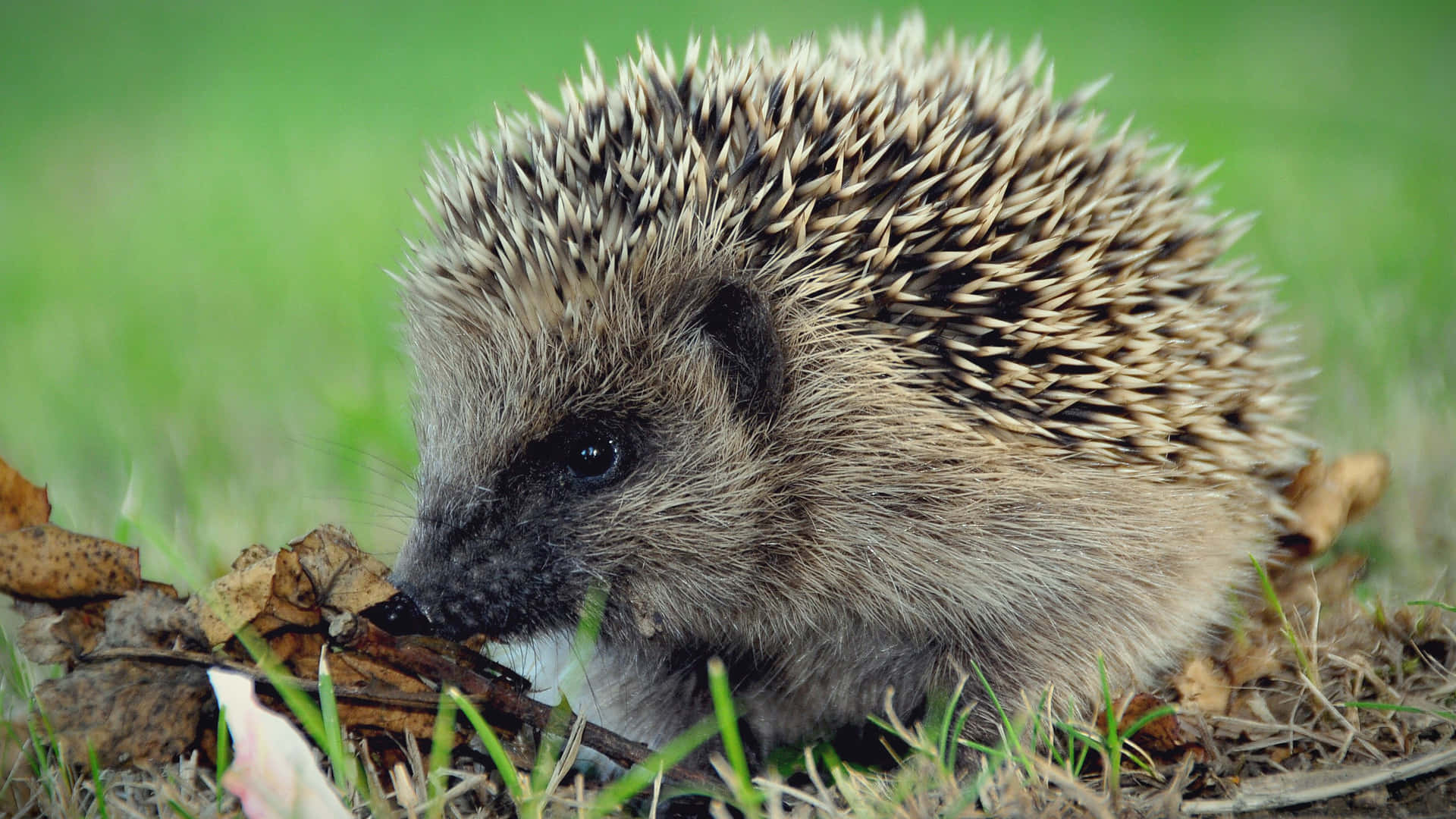 A Cute Hedgehog Mindfully Munching On A Delicious Fruit Background