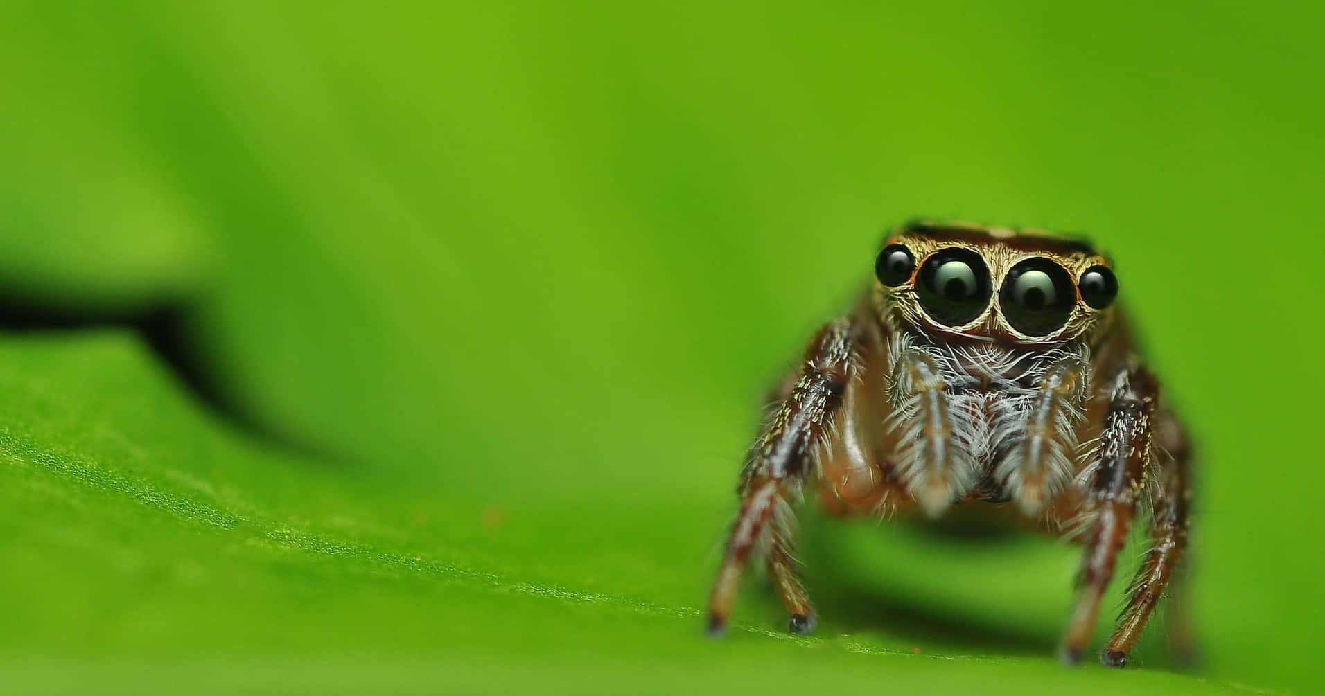 A Cute Insects Spider Background