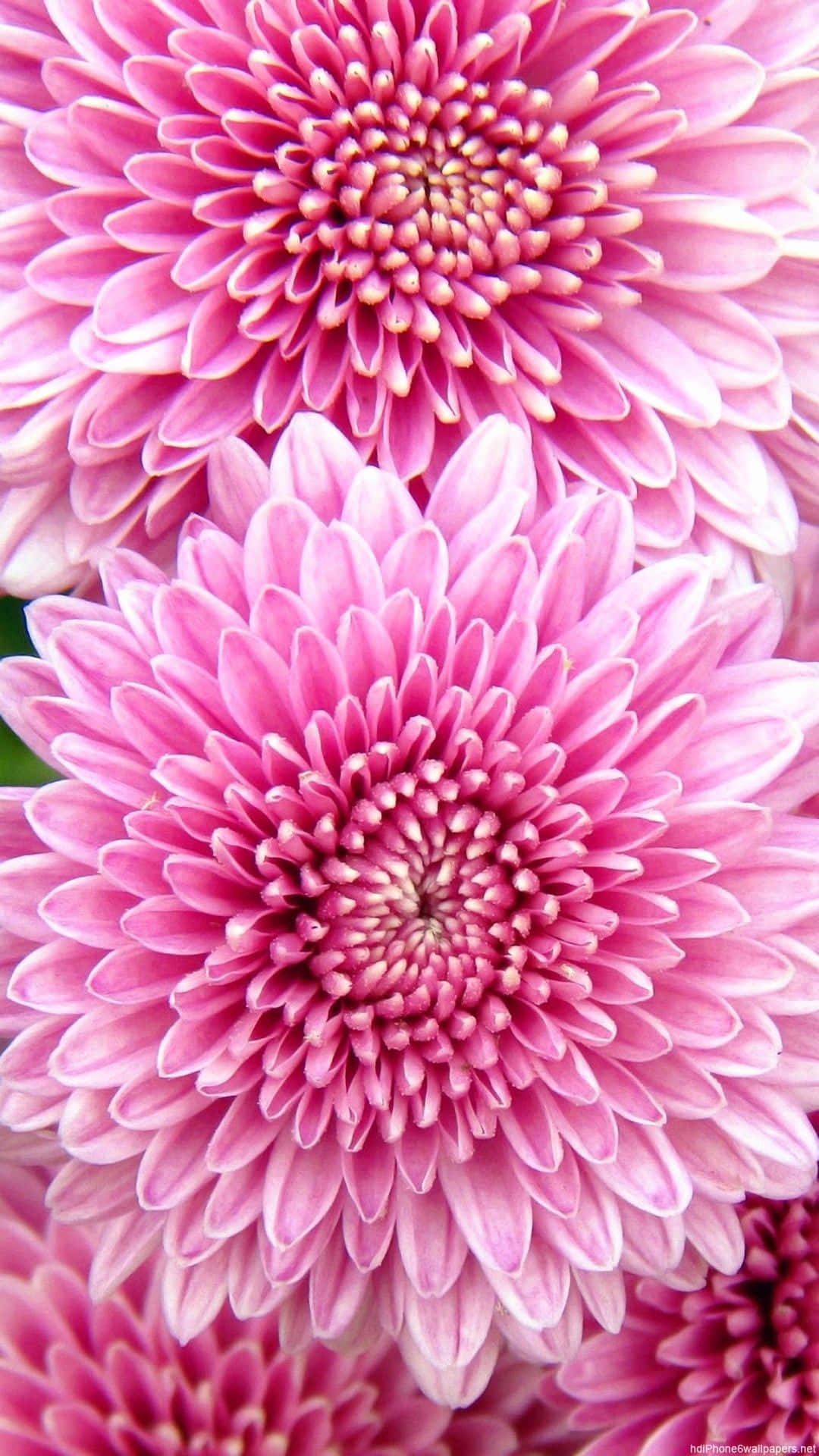 A Cute Iphone Flower For Every Occasion Background
