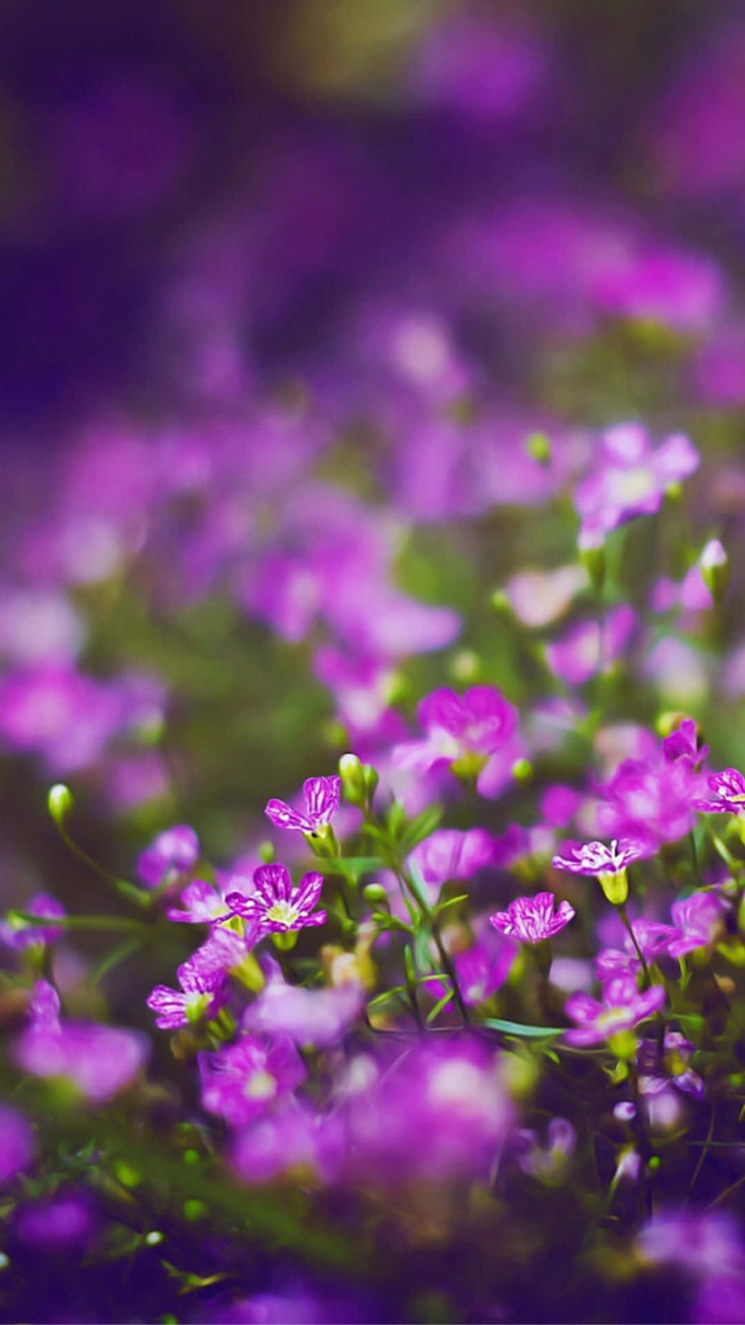 A Cute Iphone With A Flower Background Background