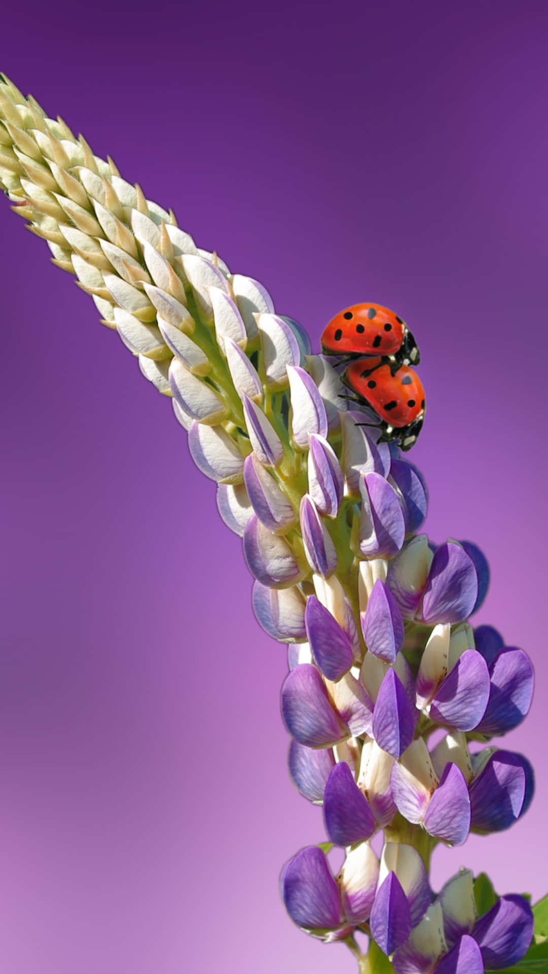 A Cute Ladybug Perched On An Iphone Background