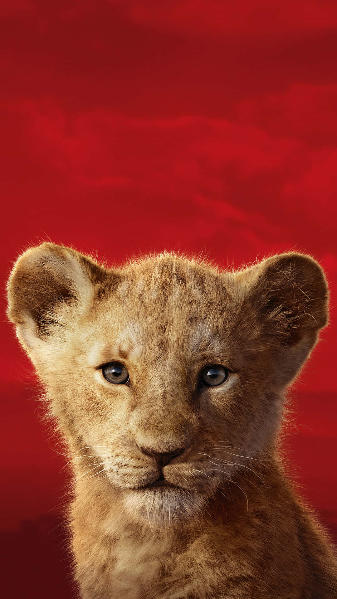 A Cute Lion Cub Taking A Nap Background