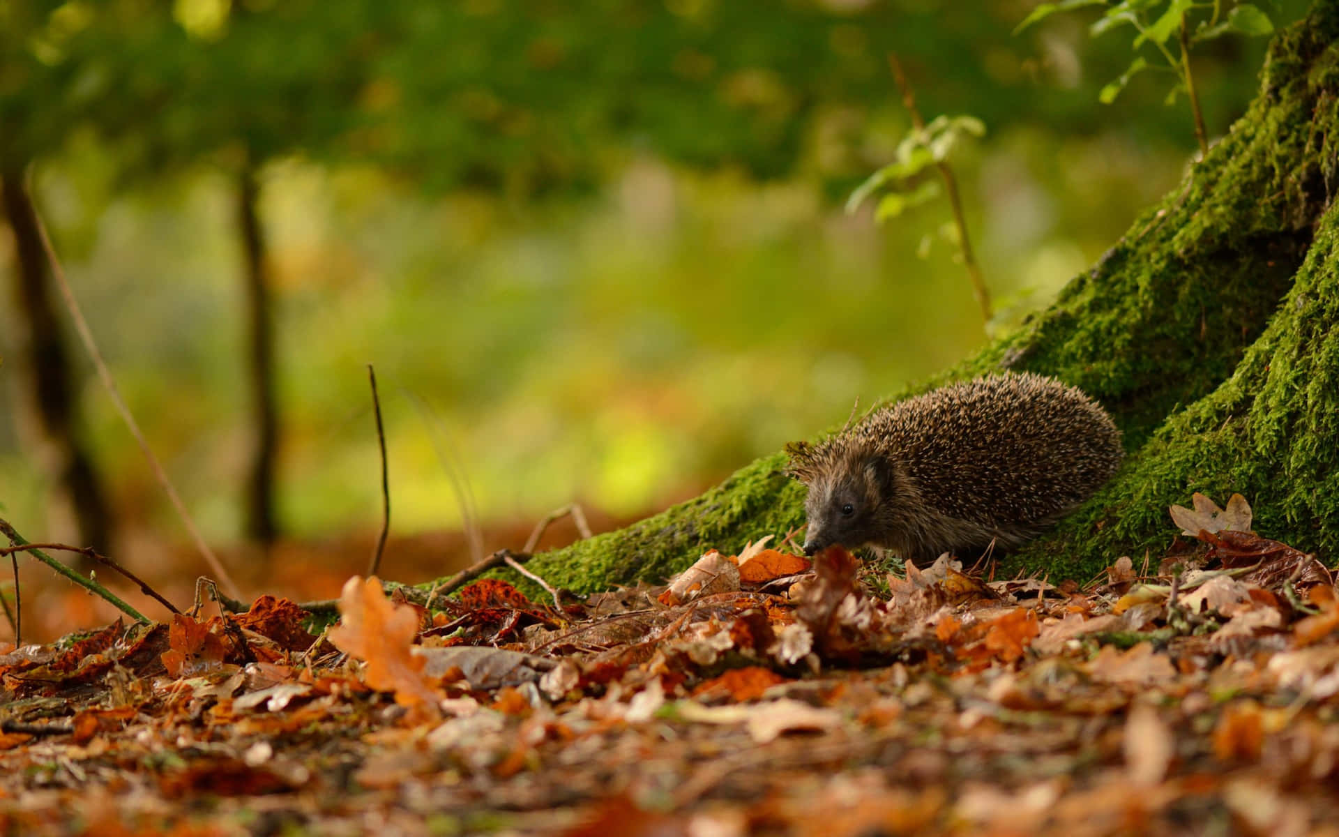 A Cute Little Hedgehog Ready To Take On The Day! Background